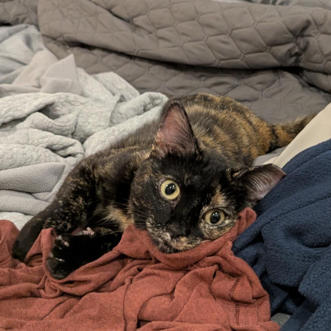 Enlarge Pandora, a ADOPTABLE mixed breed in Lombard, IL image 3/5