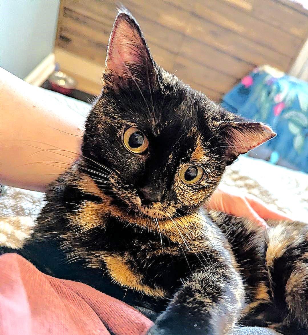 Pandora, an adopted mixed breed in Lombard, IL image 2/5
