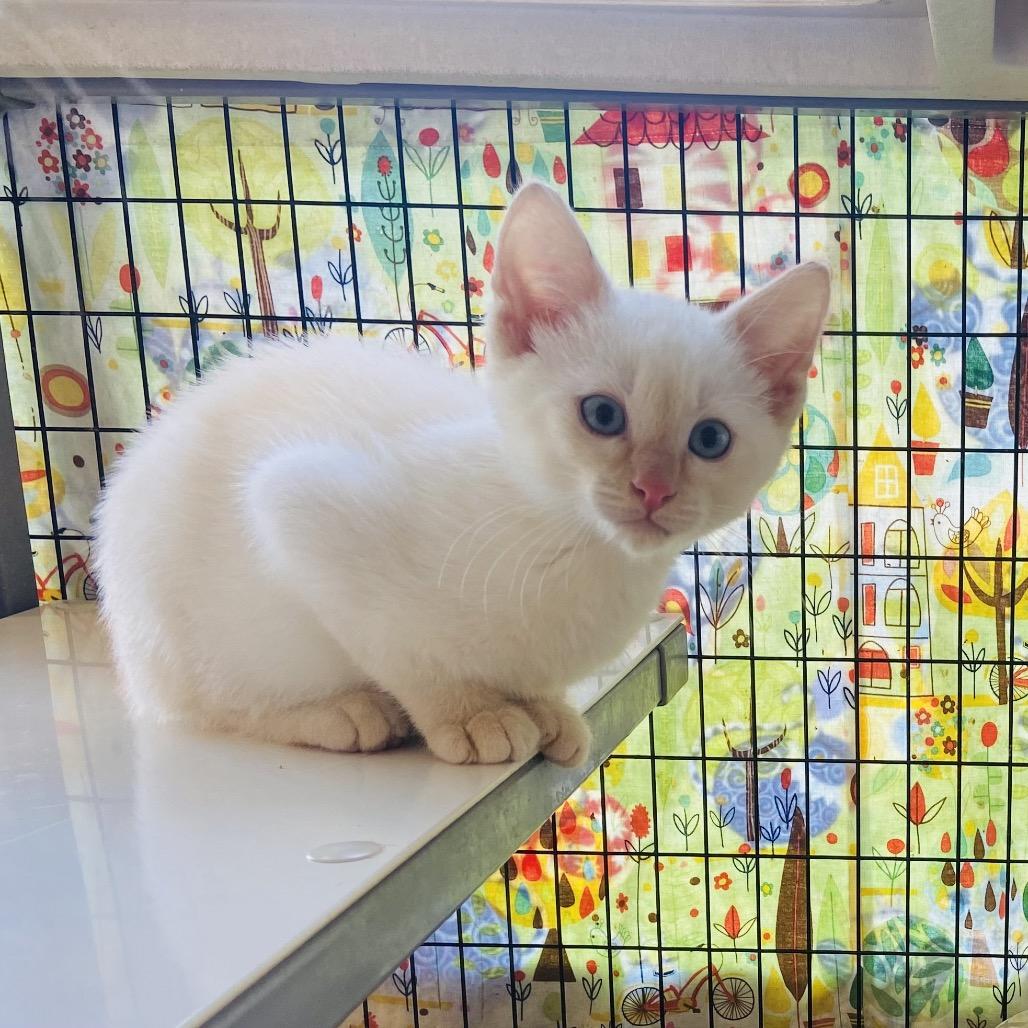 Enlarge Umibozu, a Adoptable Siamese in Newark, DE image 1/1