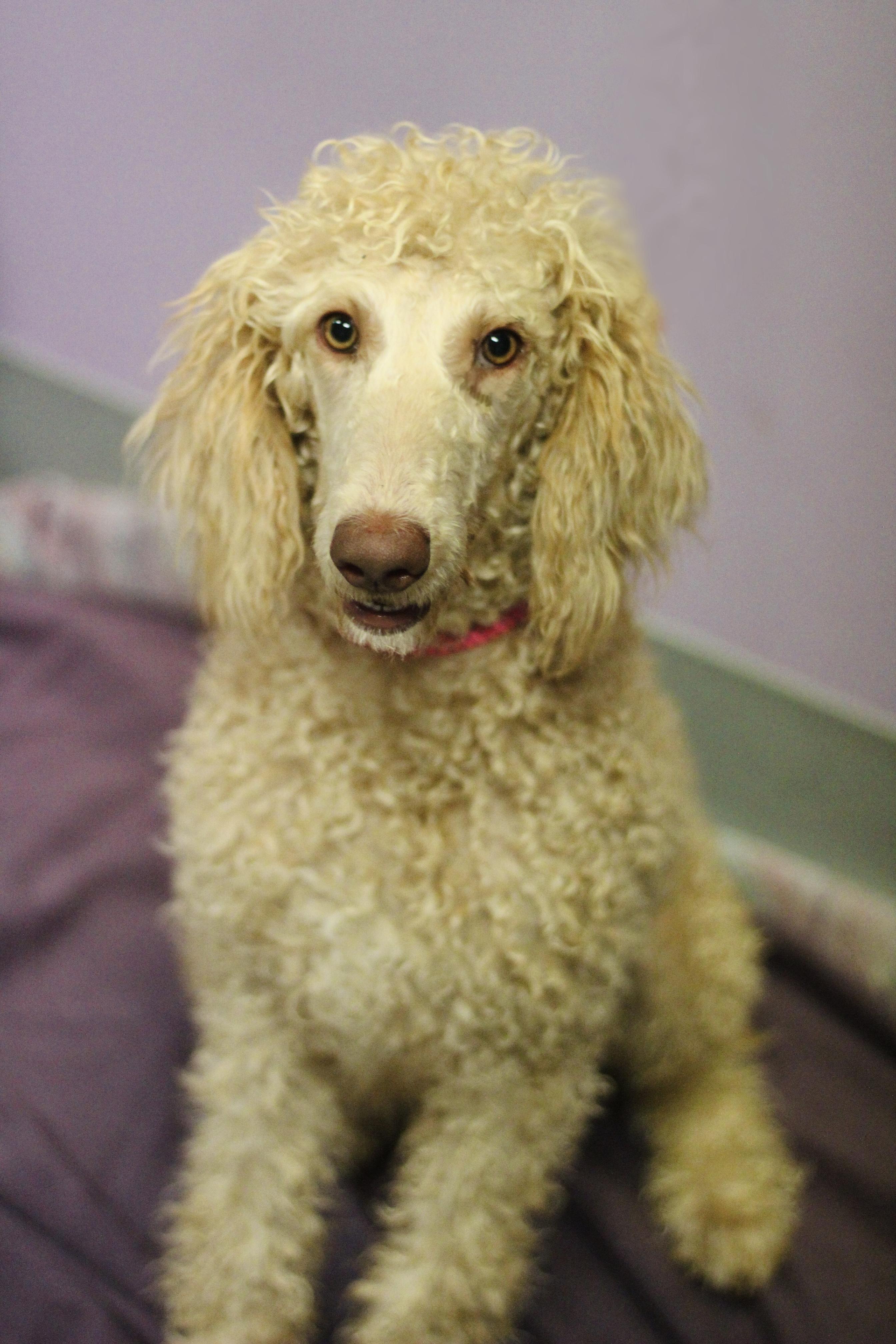 Moonpie in NH. Come Meet our Adoptable Dogs Wednesday-Saturday. More info in Bio photo