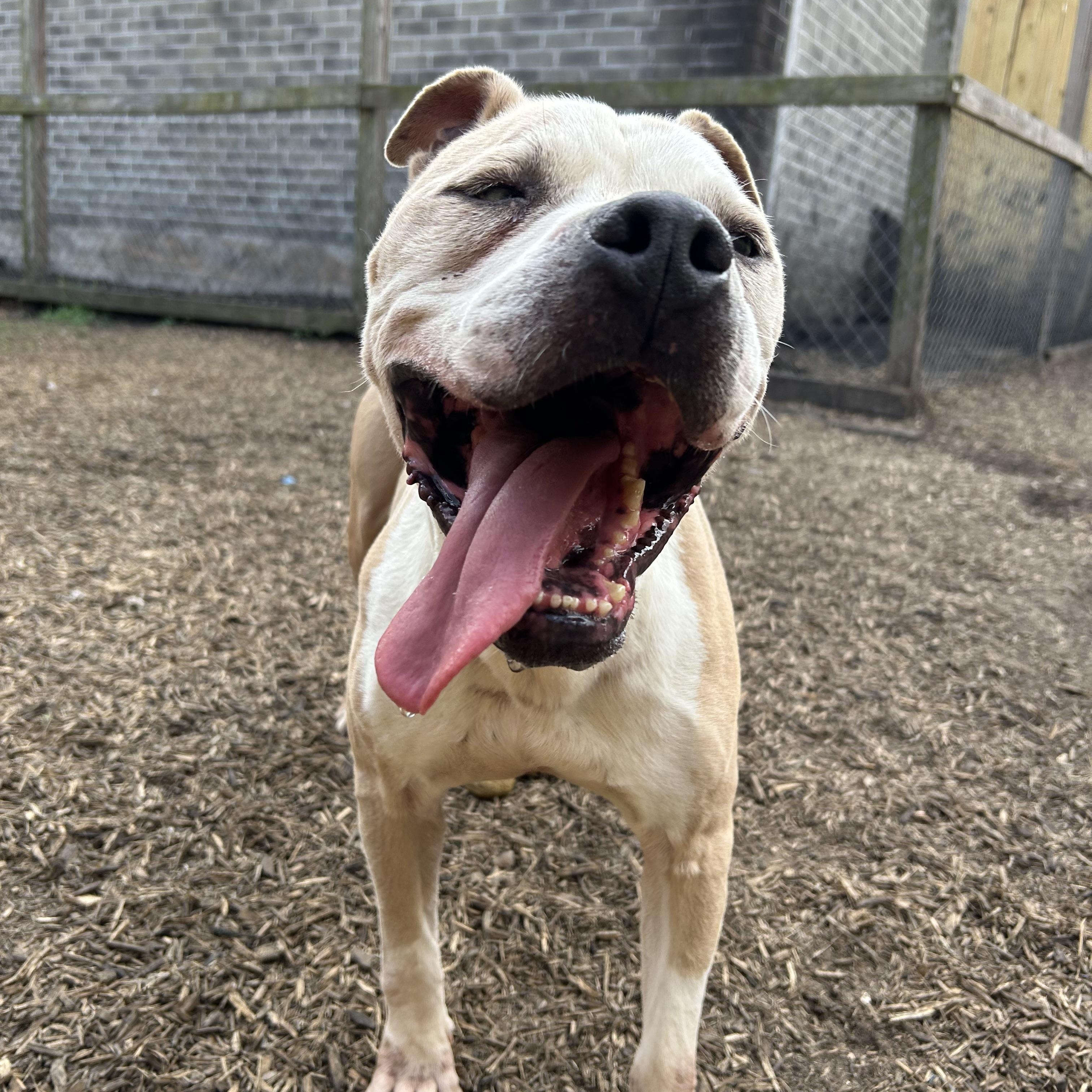 Enlarge Hobbes, a Adoptable mixed breed in Portland, ME image 2/6
