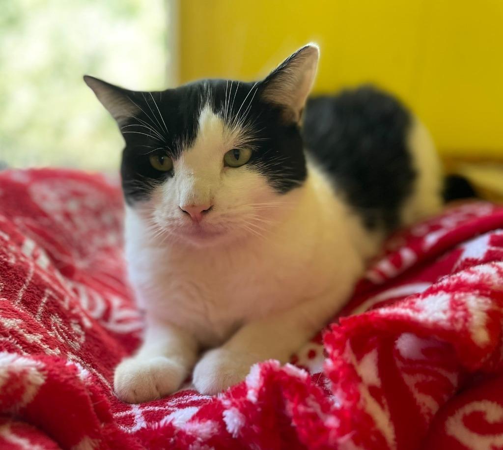 Enlarge Draco, a Adoptable mixed breed in Ogden, UT image 1/5