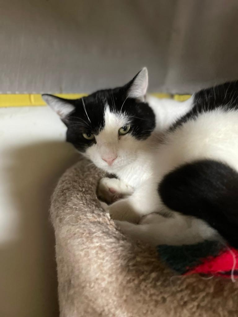 Draco, Adoptable, Adult Male Domestic Short Hair.