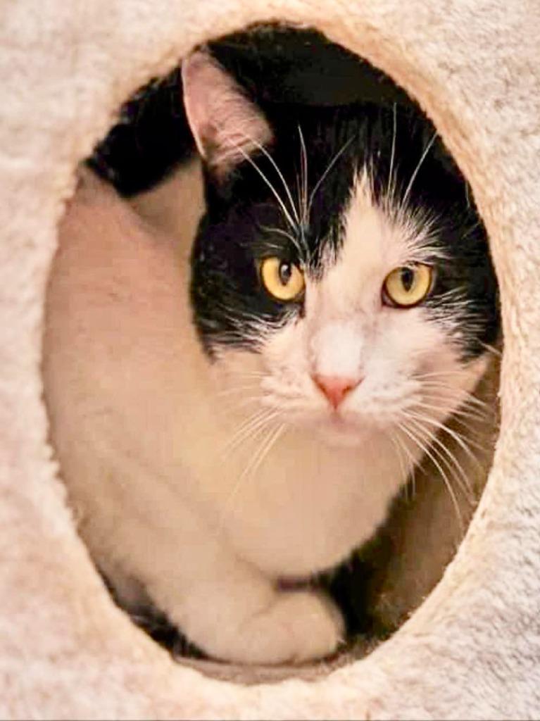 Enlarge Draco, a Adoptable mixed breed in Ogden, UT image 2/5