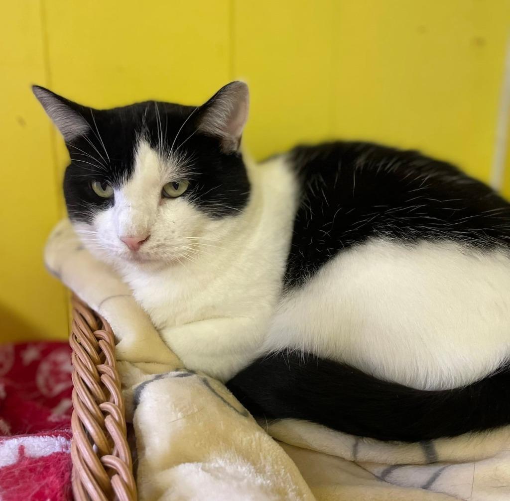 Enlarge Draco, a Adoptable mixed breed in Ogden, UT image 3/5