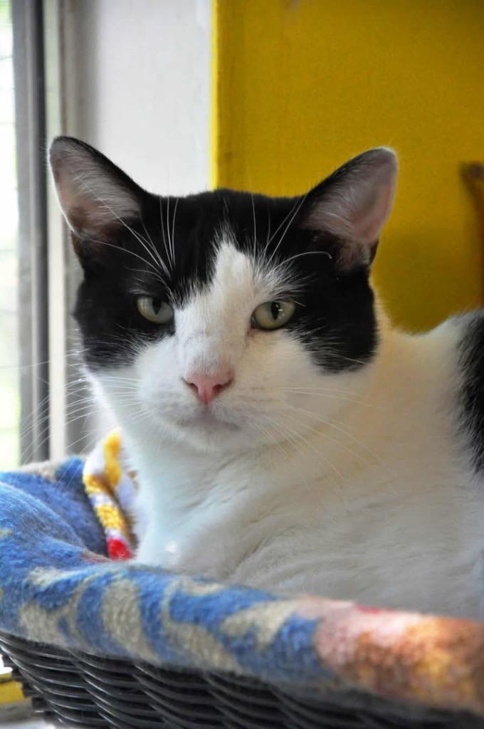 Enlarge Draco, a Adoptable mixed breed in Ogden, UT image 4/5