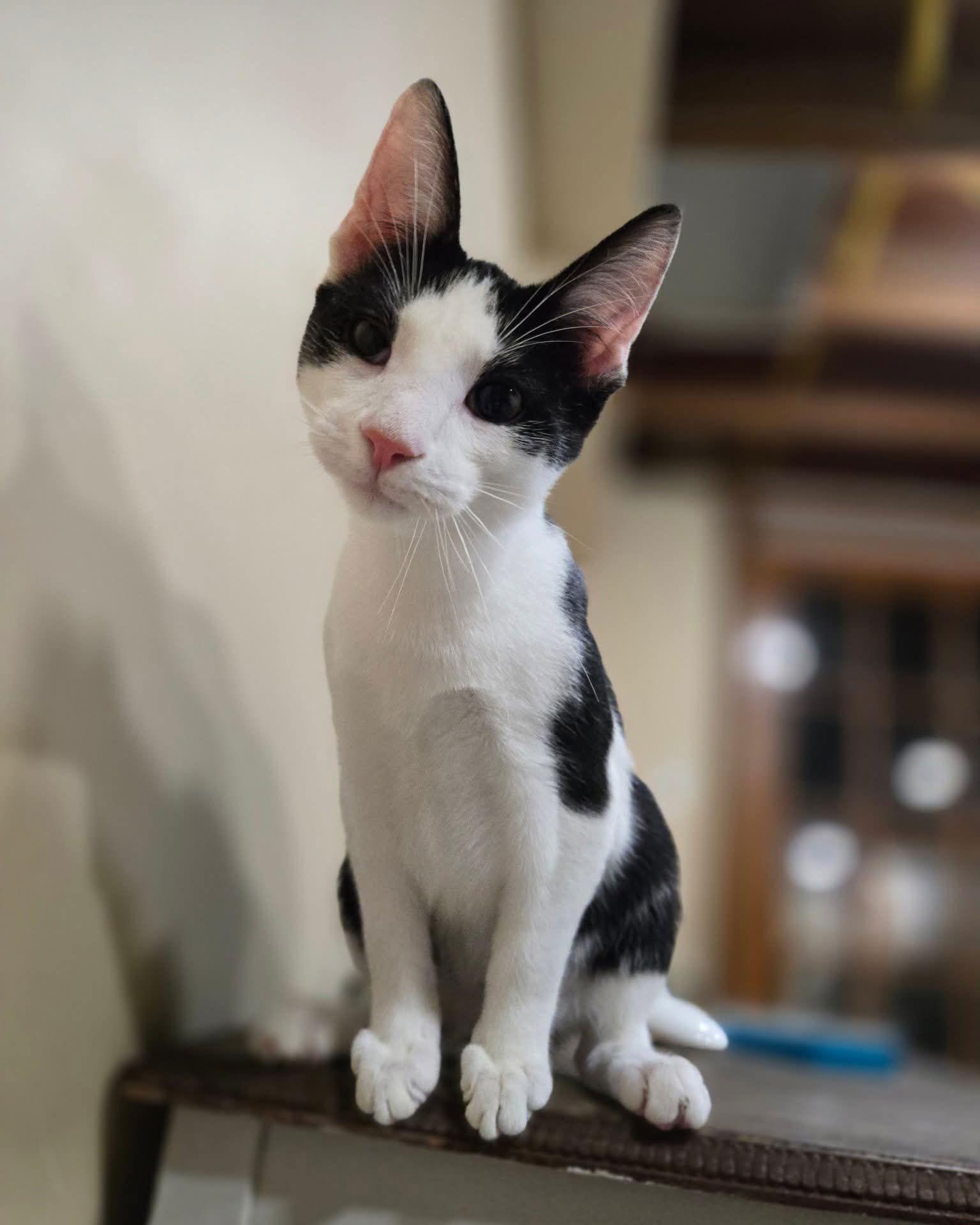 Enlarge TYBALT - Shakespeare kittens, a Adoptable Domestic Short Hair in Akron, OH image 1/3