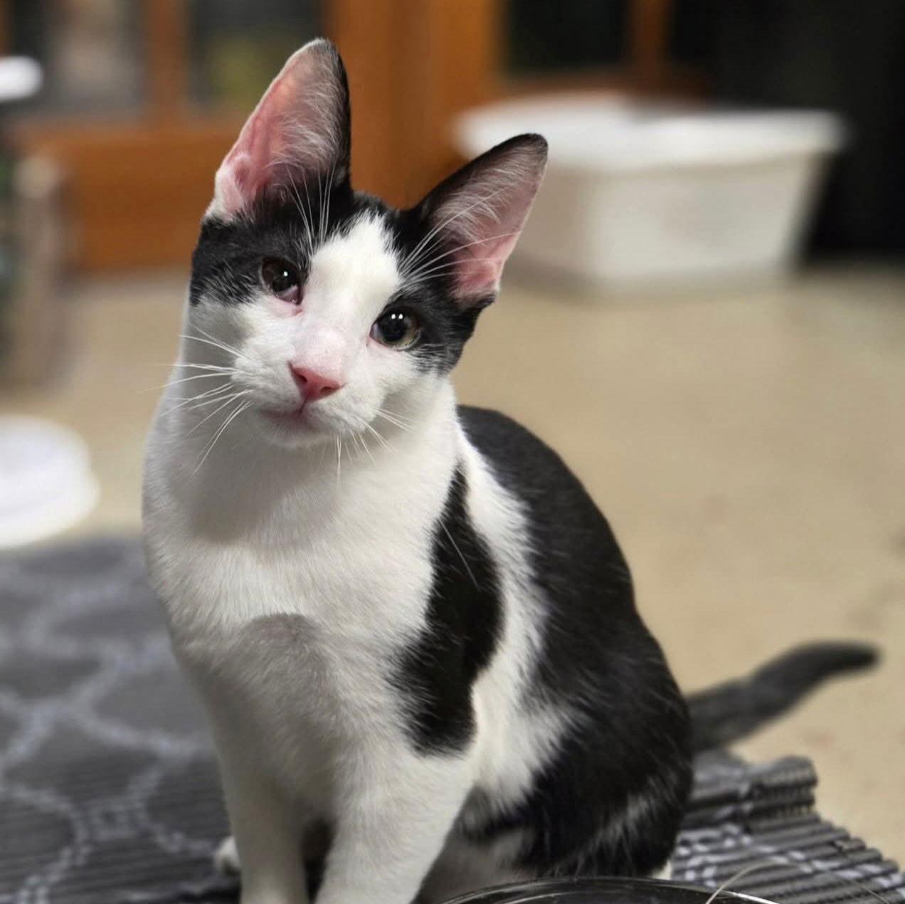 Enlarge TYBALT - Shakespeare kittens, a Adoptable Domestic Short Hair in Akron, OH image 2/3