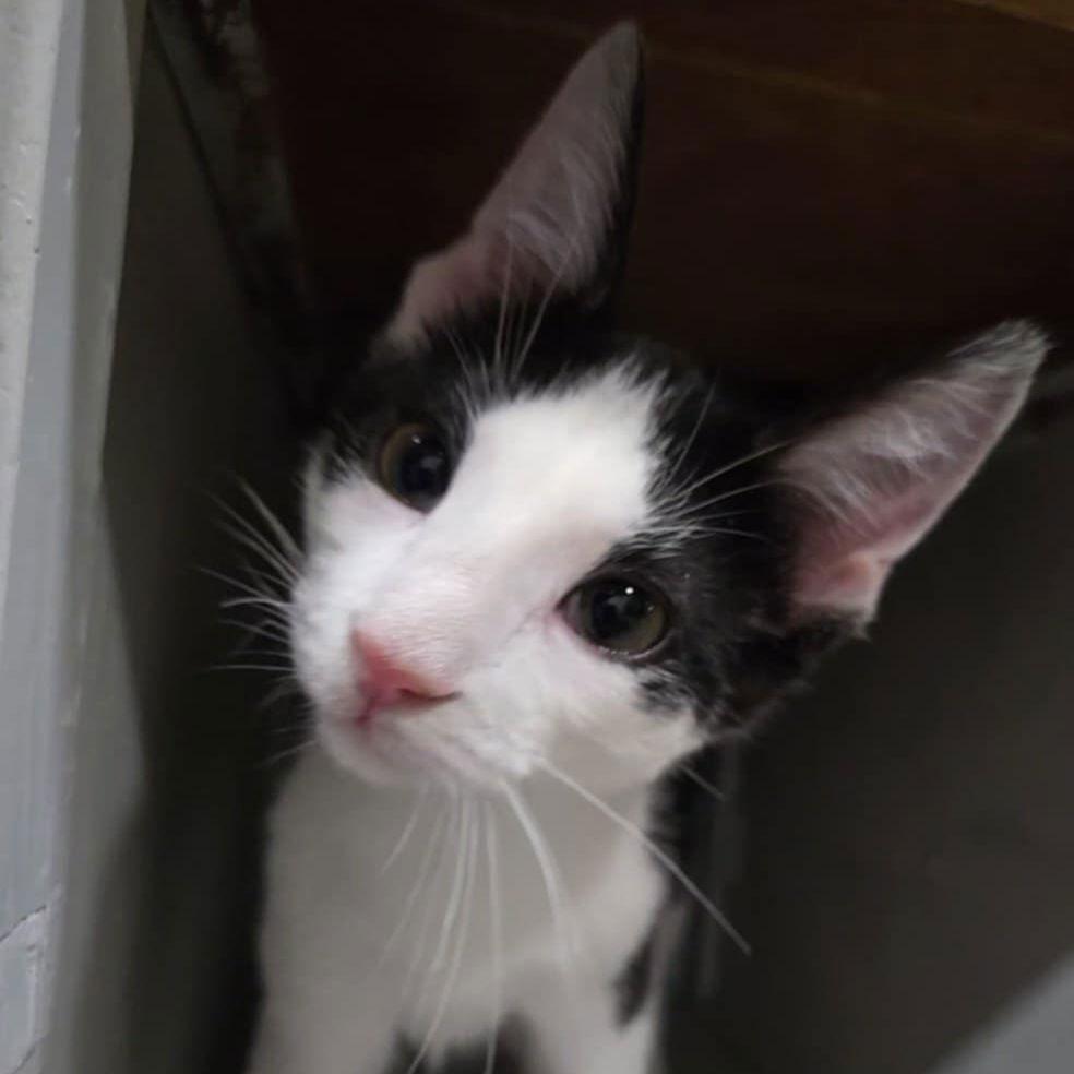Enlarge TYBALT - Shakespeare kittens, a Adoptable Domestic Short Hair in Akron, OH image 3/3