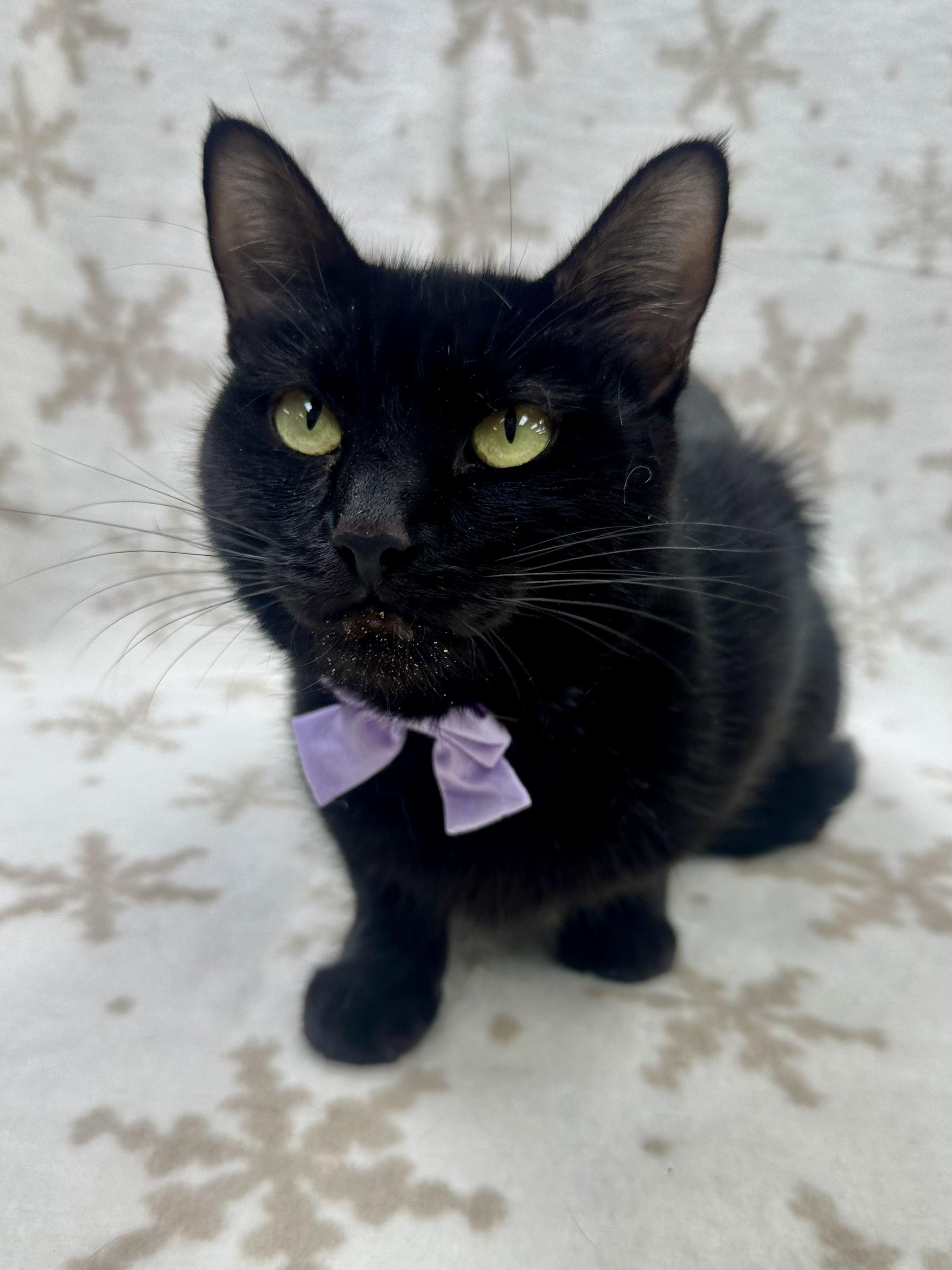 Irma, adoptable, Adult Female Domestic Short Hair.