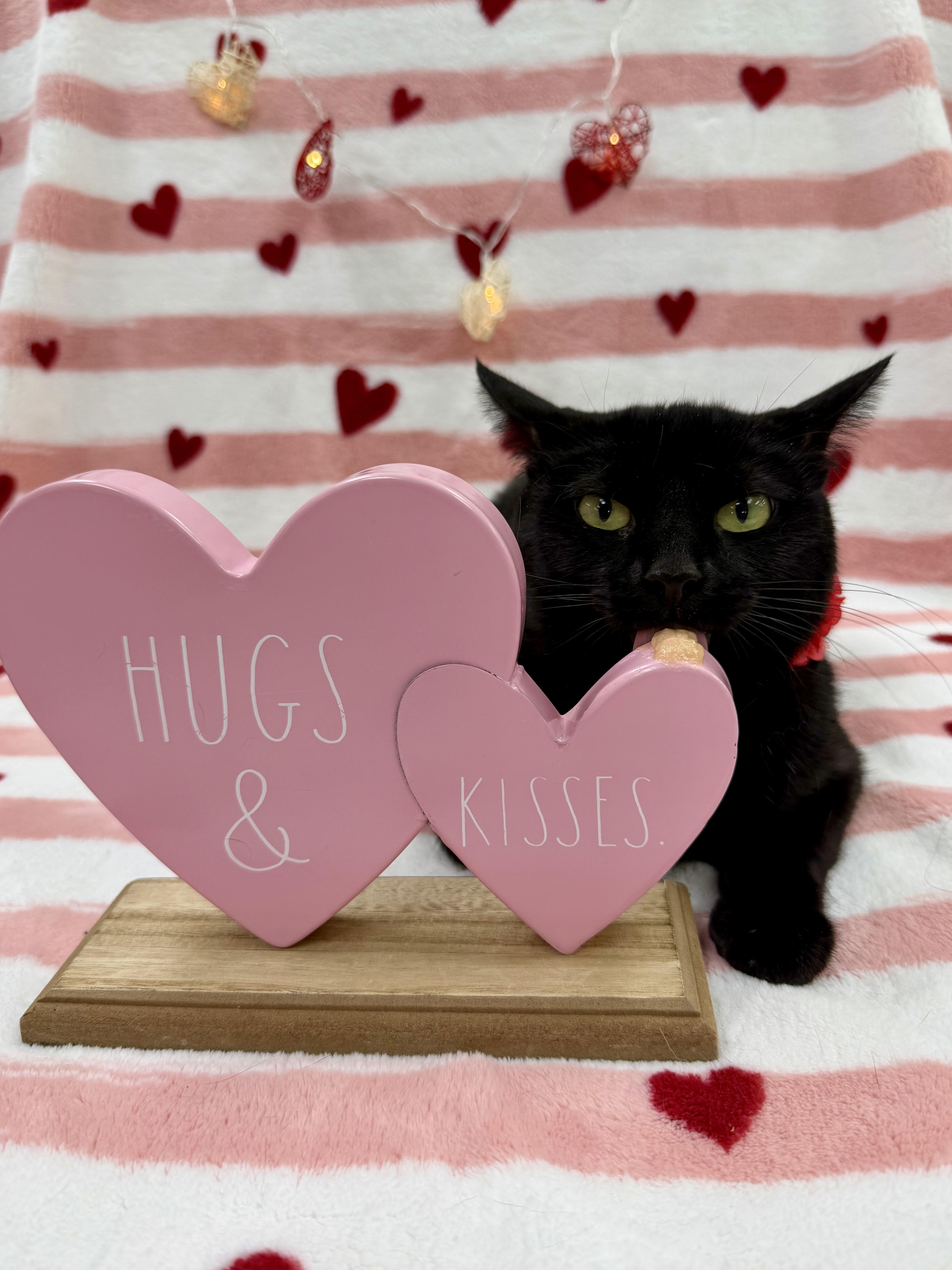 Enlarge Irma, an adoptable Domestic Short Hair in Columbus, OH image 3/6