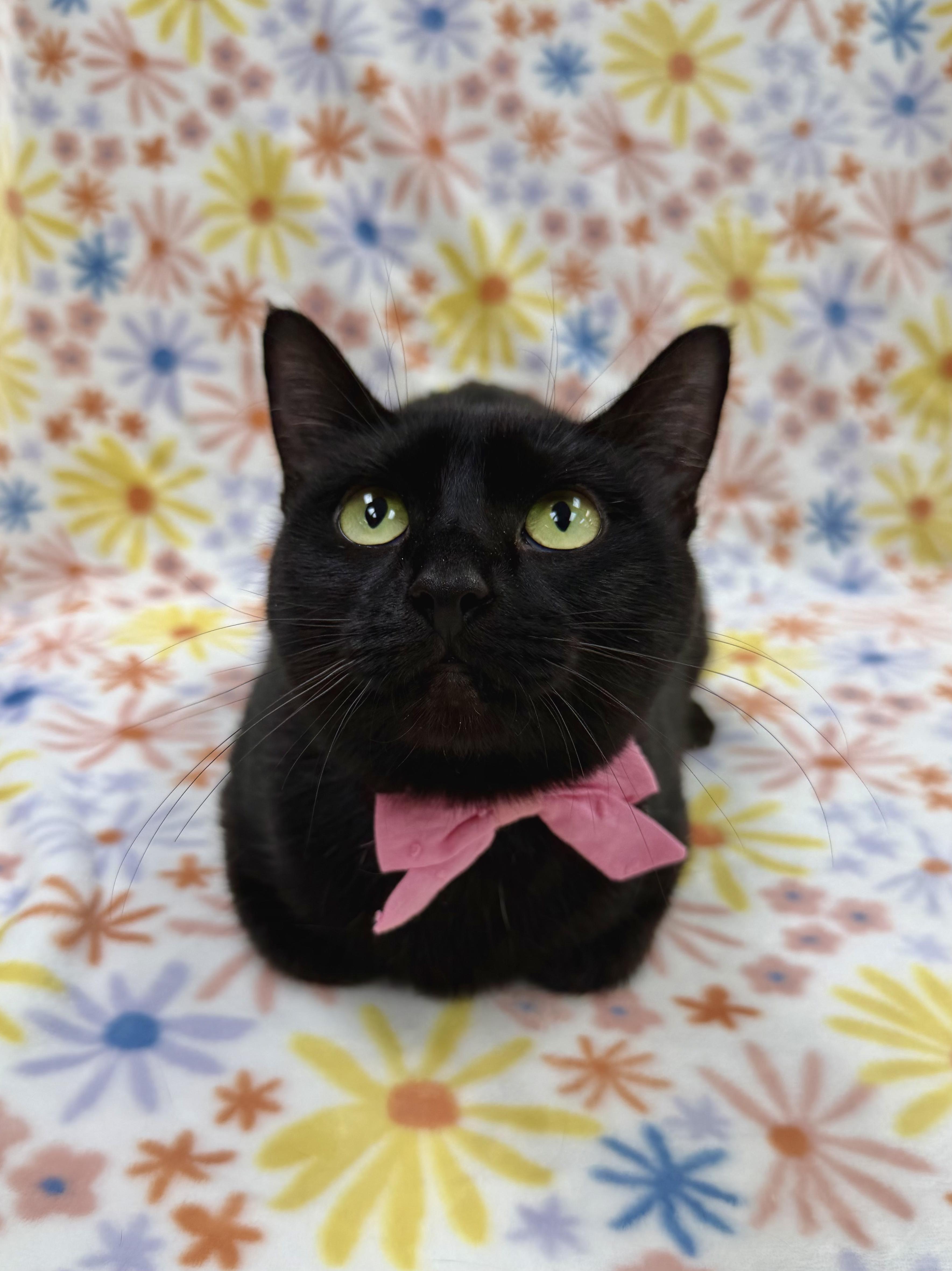 Irma, adoptable, Adult Female Domestic Short Hair.