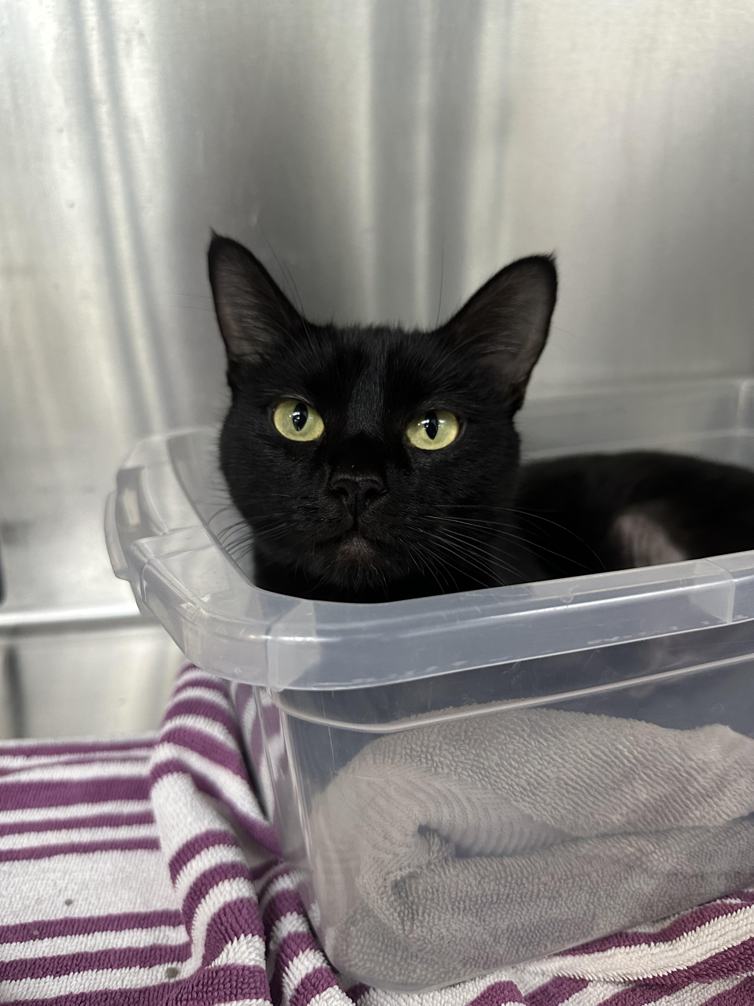 Irma, an adoptable Domestic Short Hair in Columbus, OH image 4/6