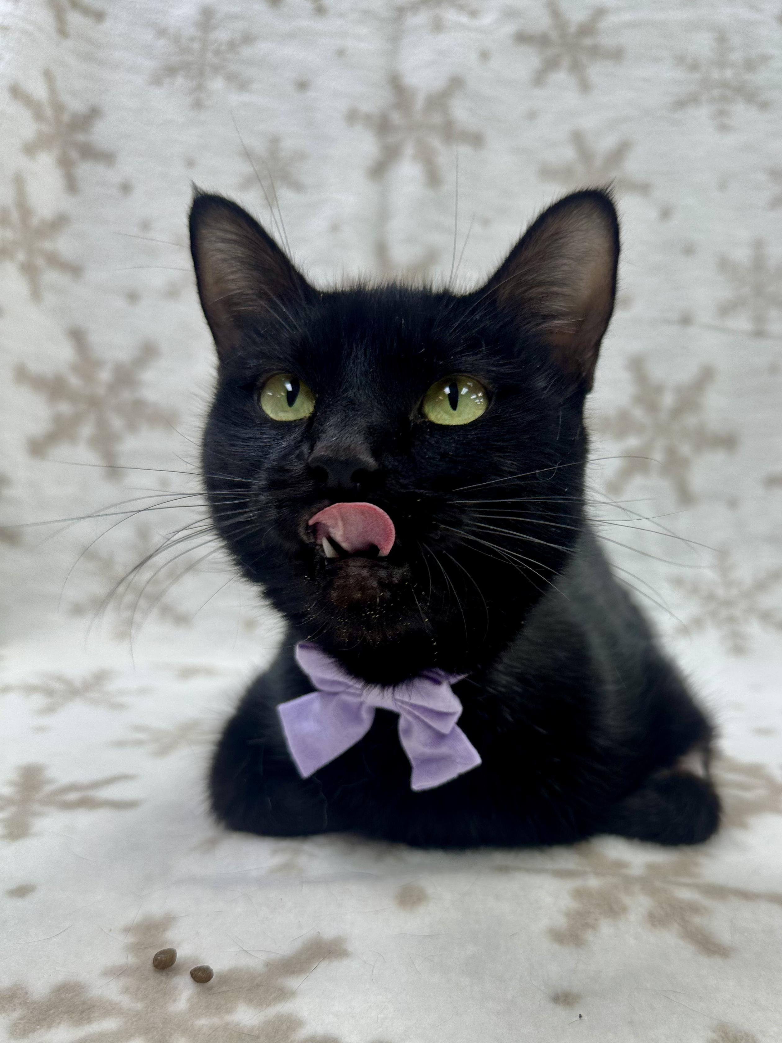 Irma, an adoptable Domestic Short Hair in Columbus, OH image 5/6