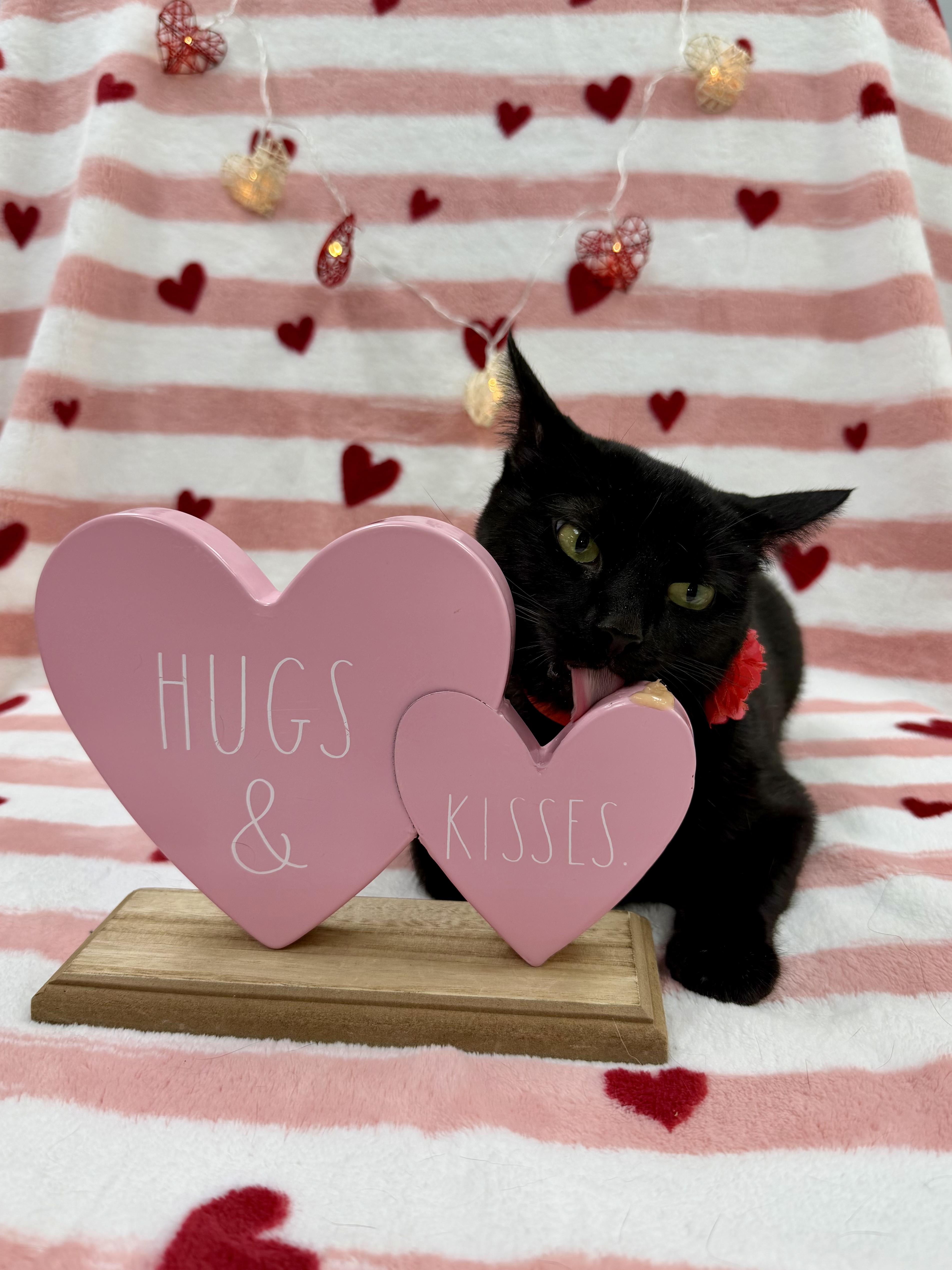 Enlarge Irma, an adoptable Domestic Short Hair in Columbus, OH image 4/6