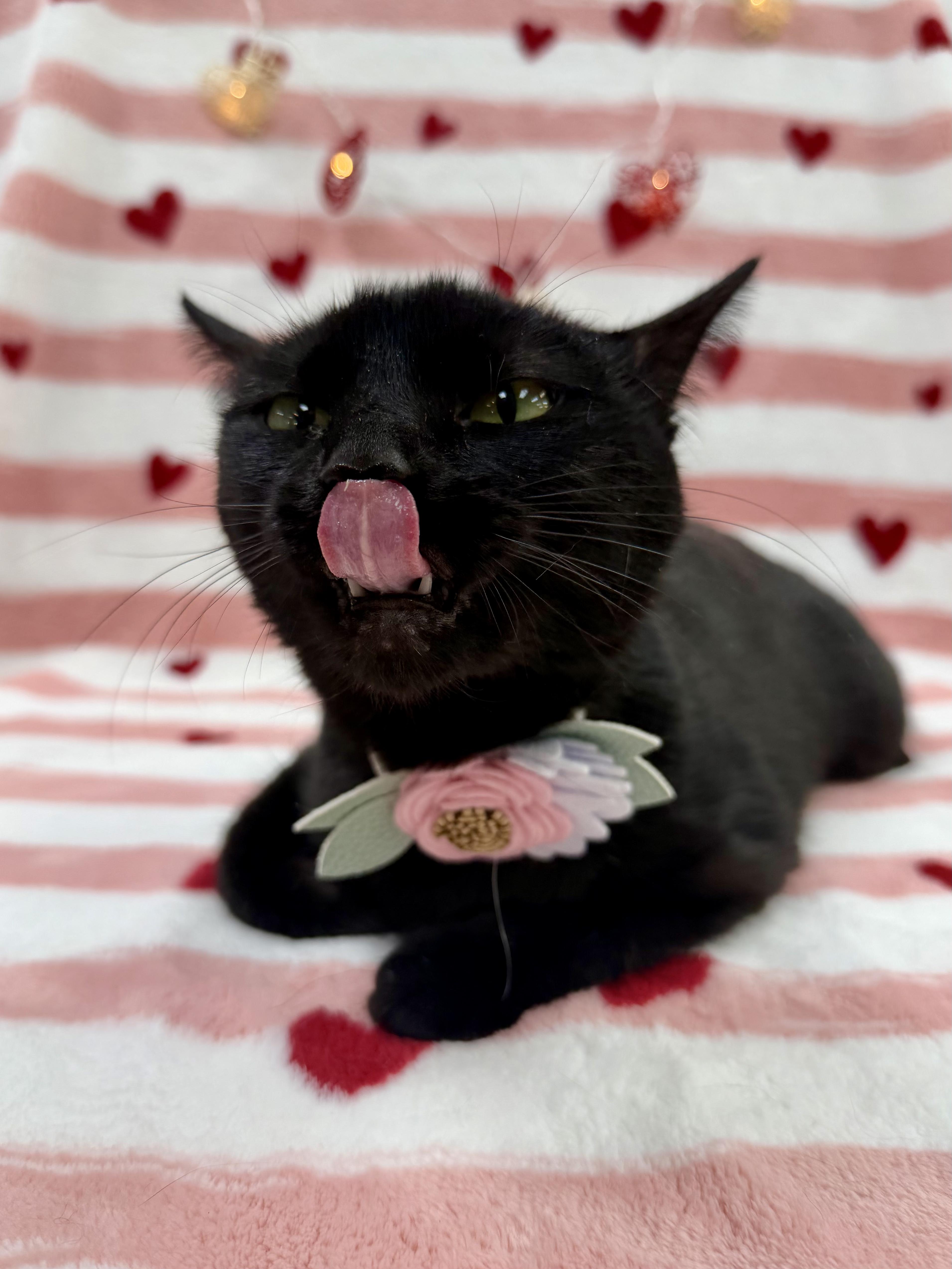 Enlarge Irma, an adoptable Domestic Short Hair in Columbus, OH image 2/6