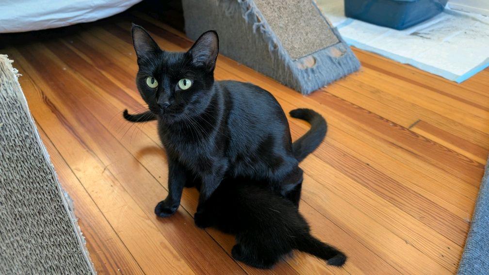 Irma, a ADOPTABLE Domestic Short Hair in Columbus, OH image 3/5