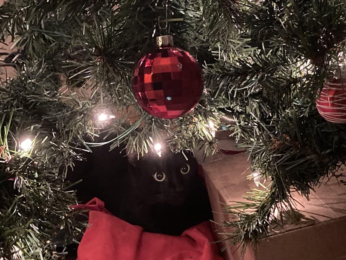 Irma, a ADOPTABLE Domestic Short Hair in Columbus, OH image 1/5