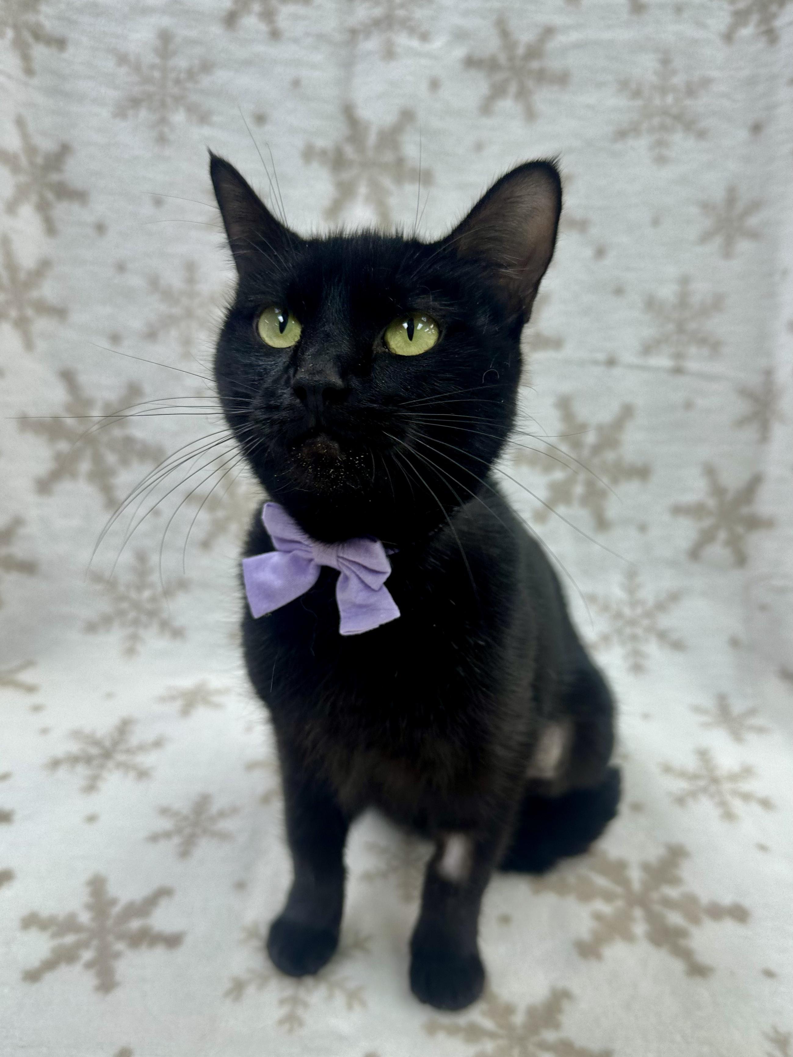 Irma, an adoptable Domestic Short Hair in Columbus, OH image 6/6