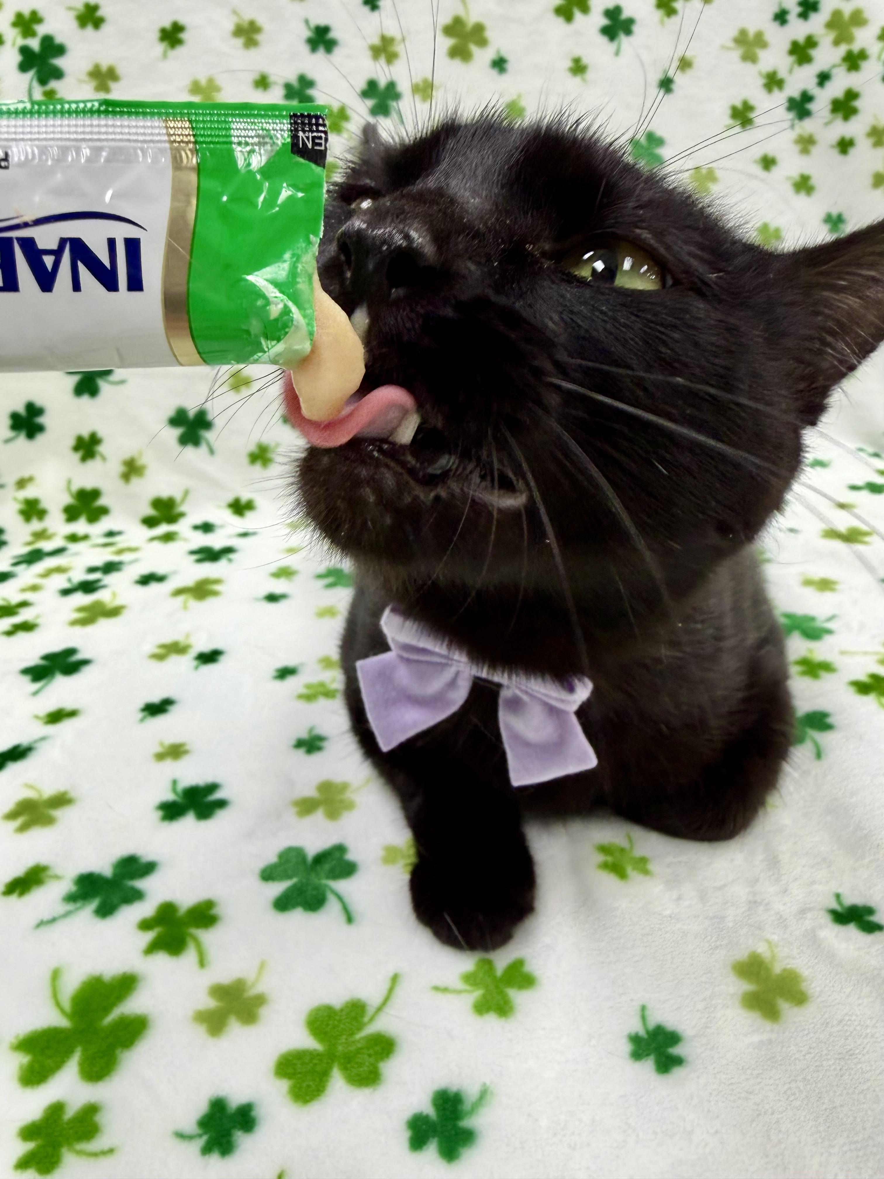 Irma, adoptable, Adult Female Domestic Short Hair.