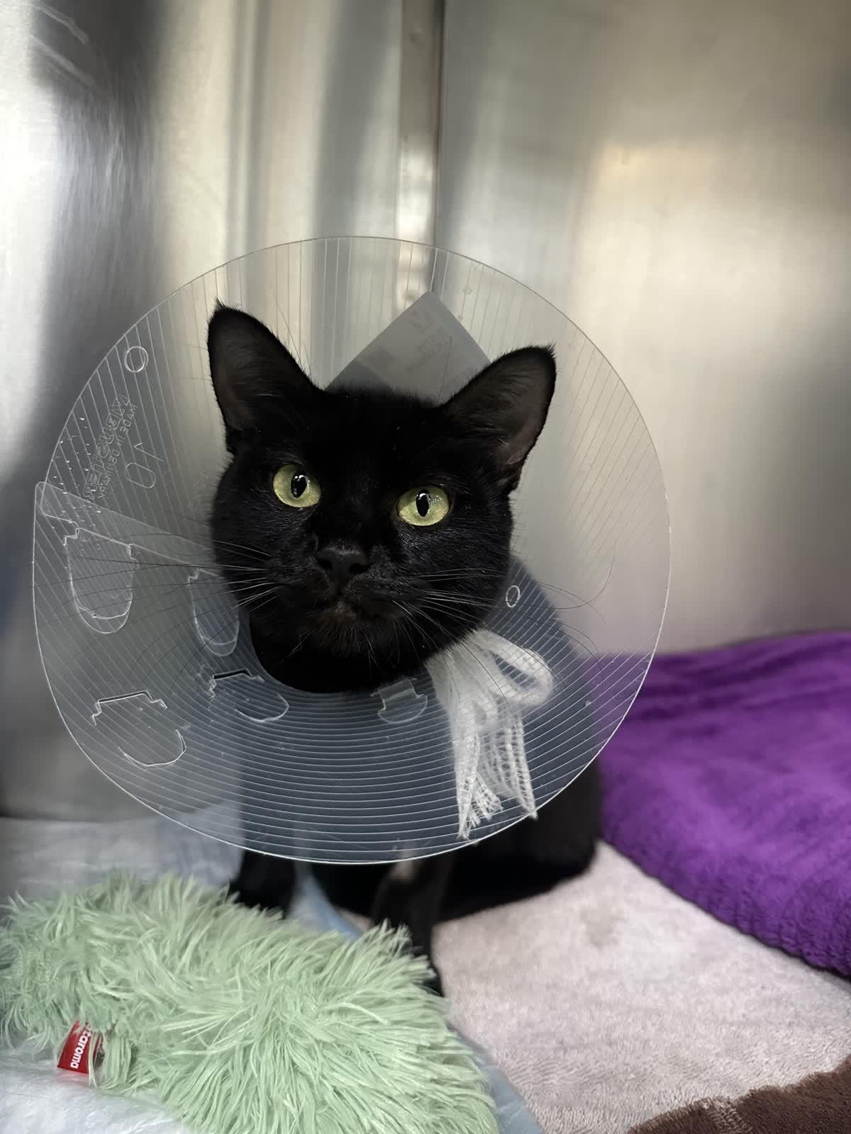 Irma, a ADOPTABLE Domestic Short Hair in Columbus, OH image 2/5