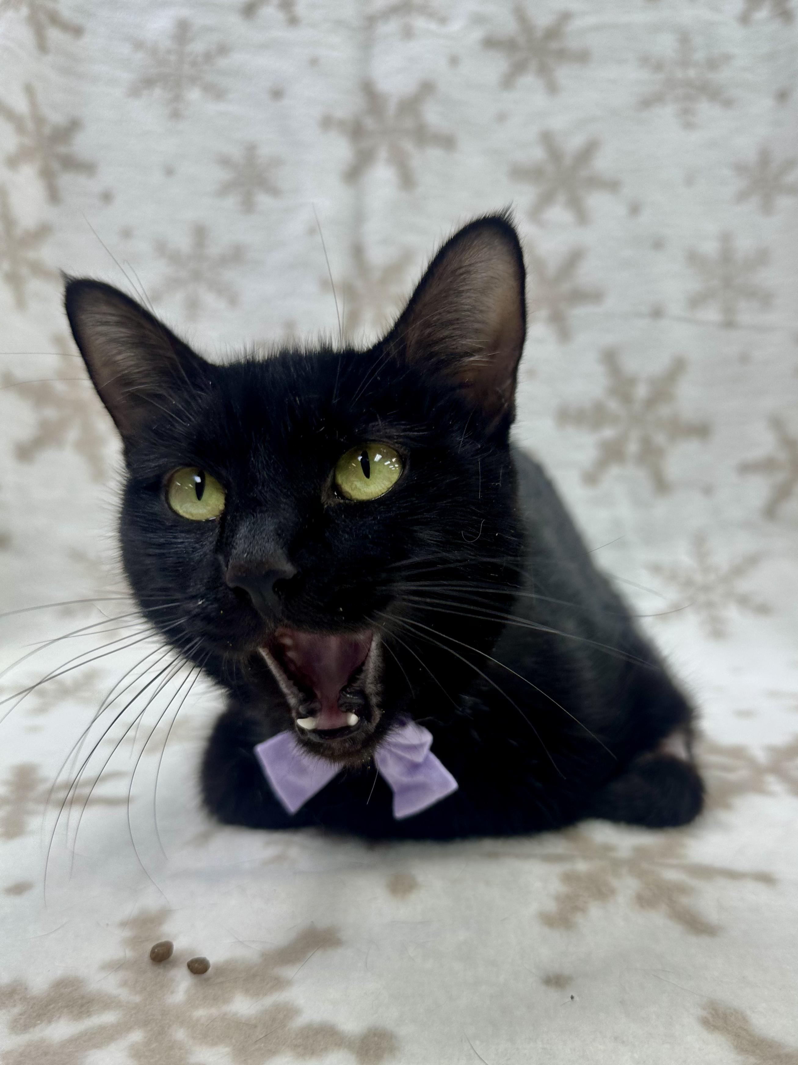 Irma, an adoptable Domestic Short Hair in Columbus, OH image 3/6