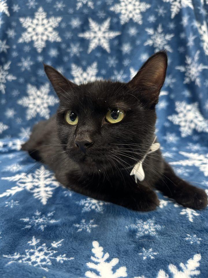 Irma, a ADOPTABLE Domestic Short Hair in Columbus, OH image 4/5