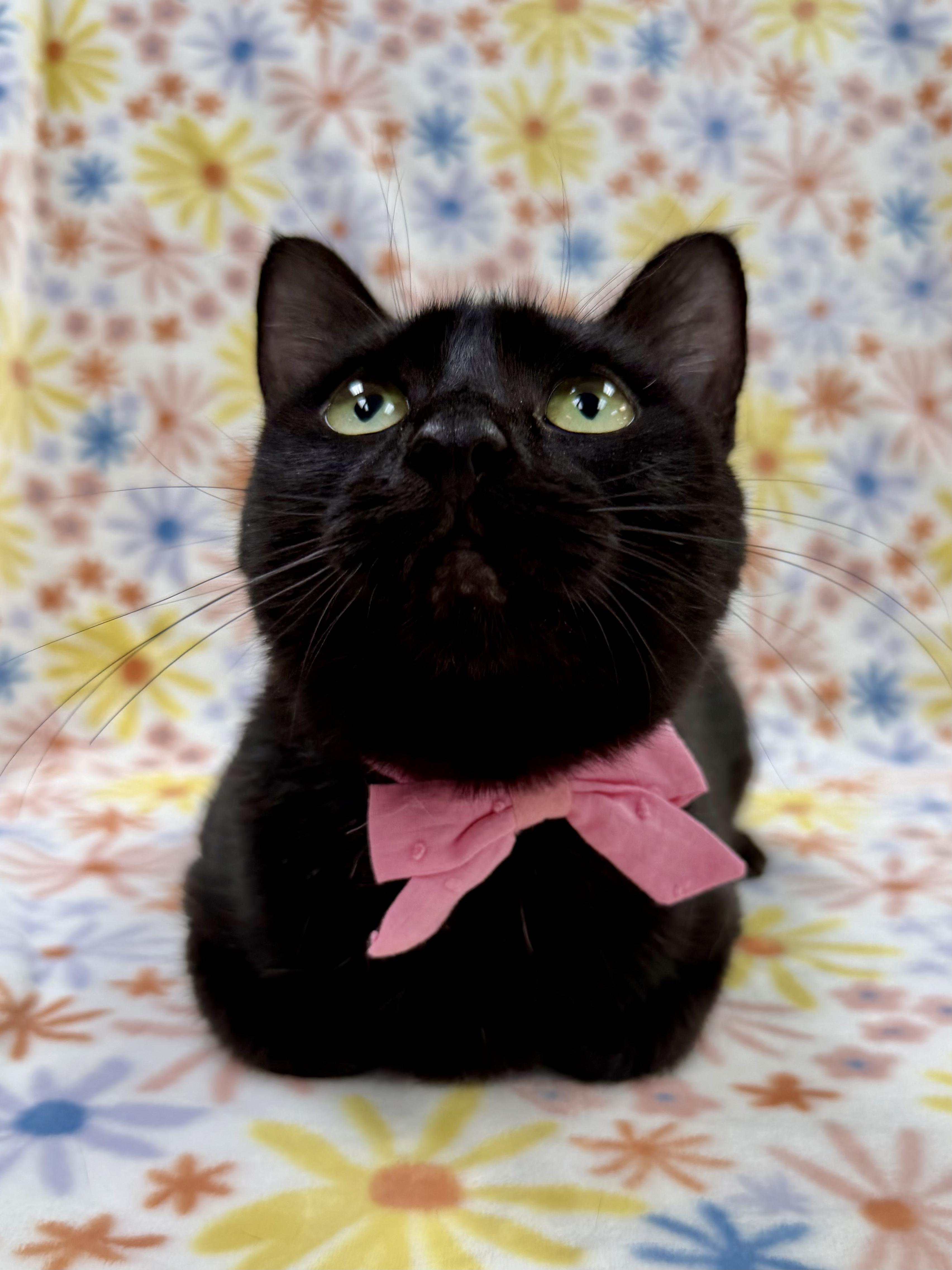 Enlarge Irma, an adoptable Domestic Short Hair in Columbus, OH image 3/6