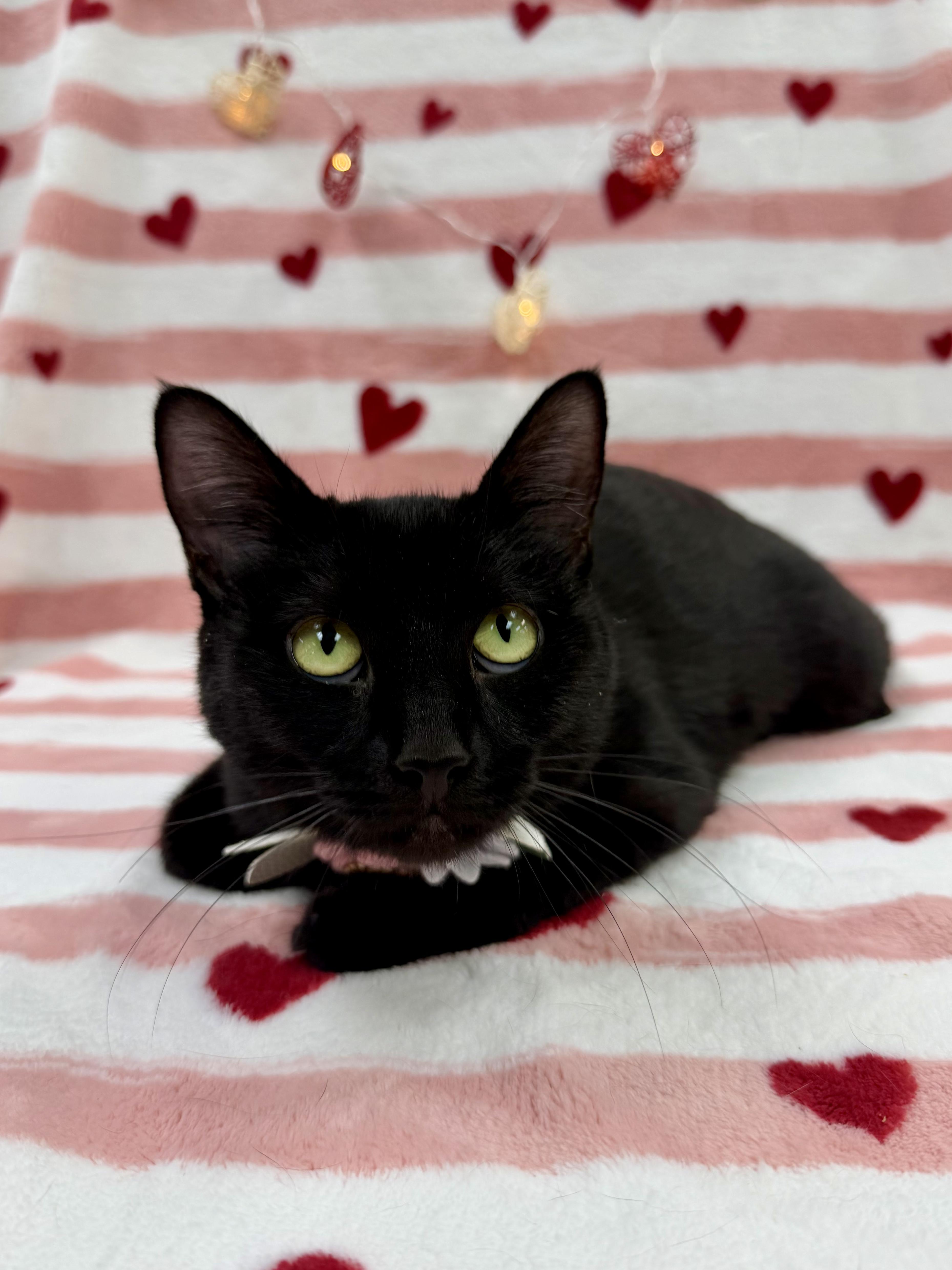 Irma, adoptable, Adult Female Domestic Short Hair.