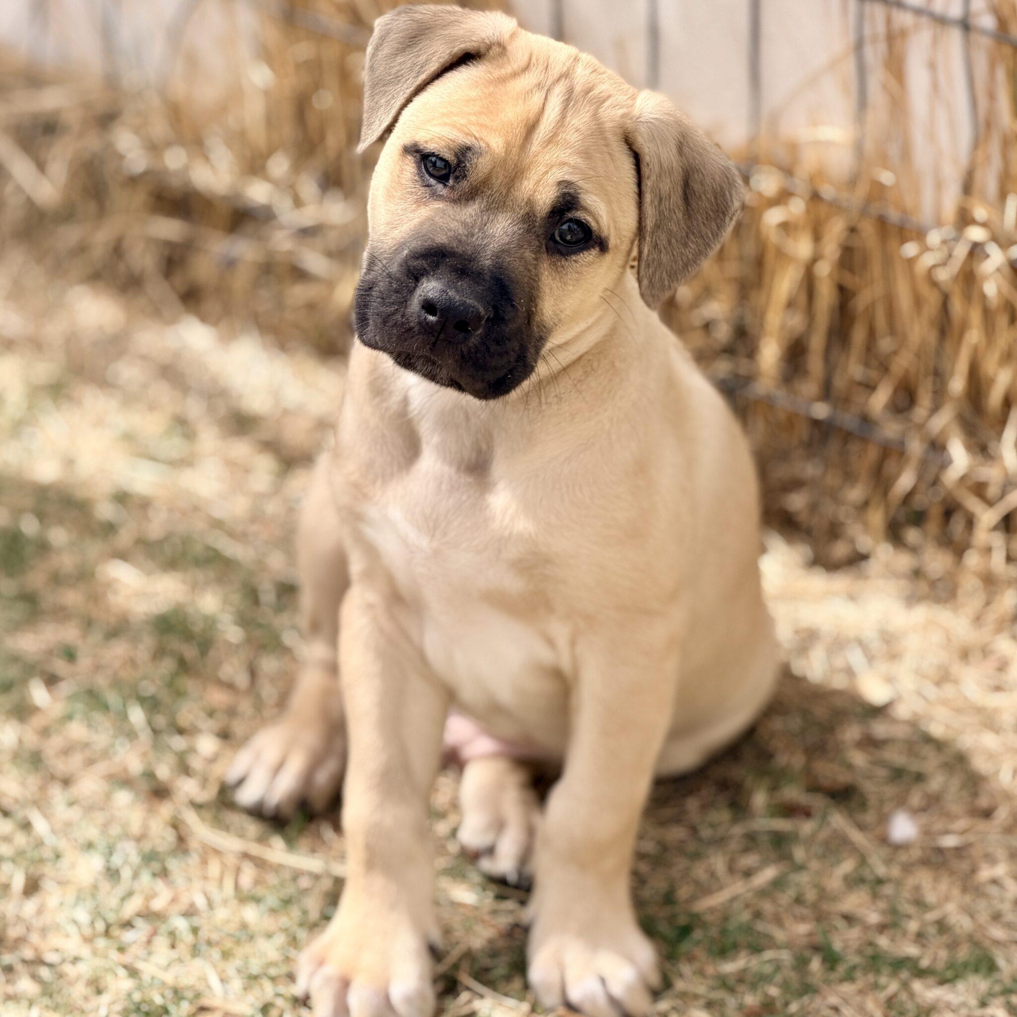 Enlarge Jasper, a ADOPTABLE mixed breed in Mead, CO image 1/4