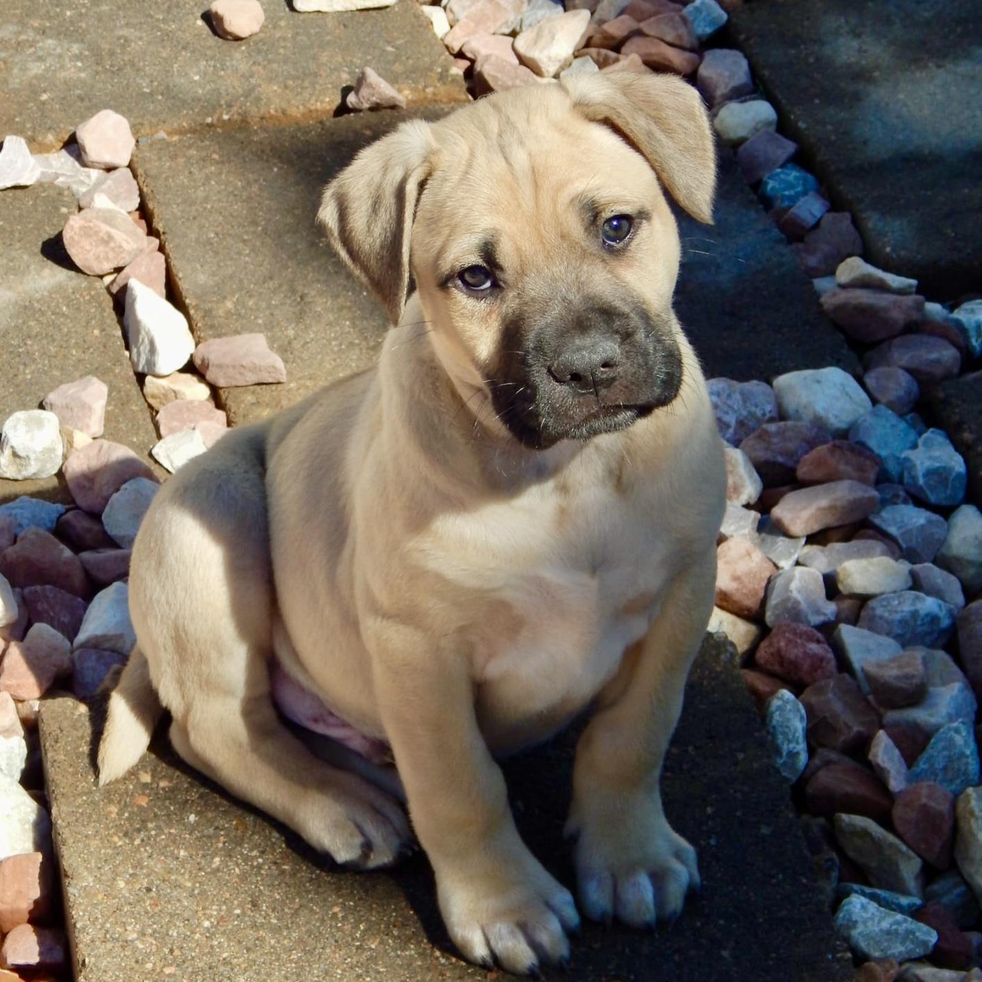 Enlarge Jasper, a ADOPTABLE mixed breed in Mead, CO image 2/4