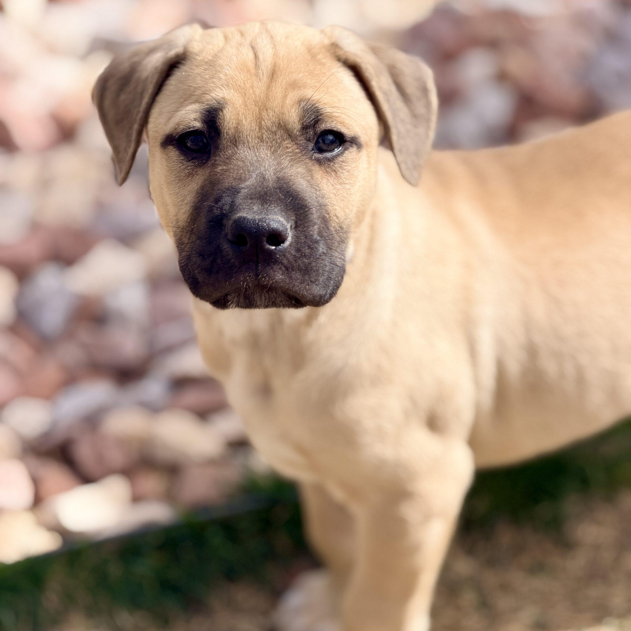 Enlarge Jasper, a ADOPTABLE mixed breed in Mead, CO image 4/4