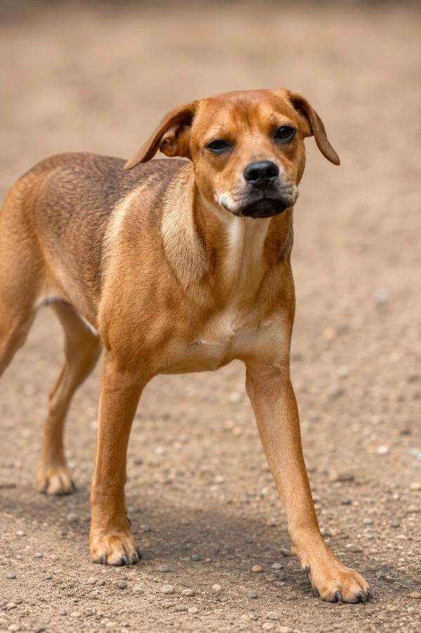 Squirrel, Adoptable, Puppy Female Mixed Breed.