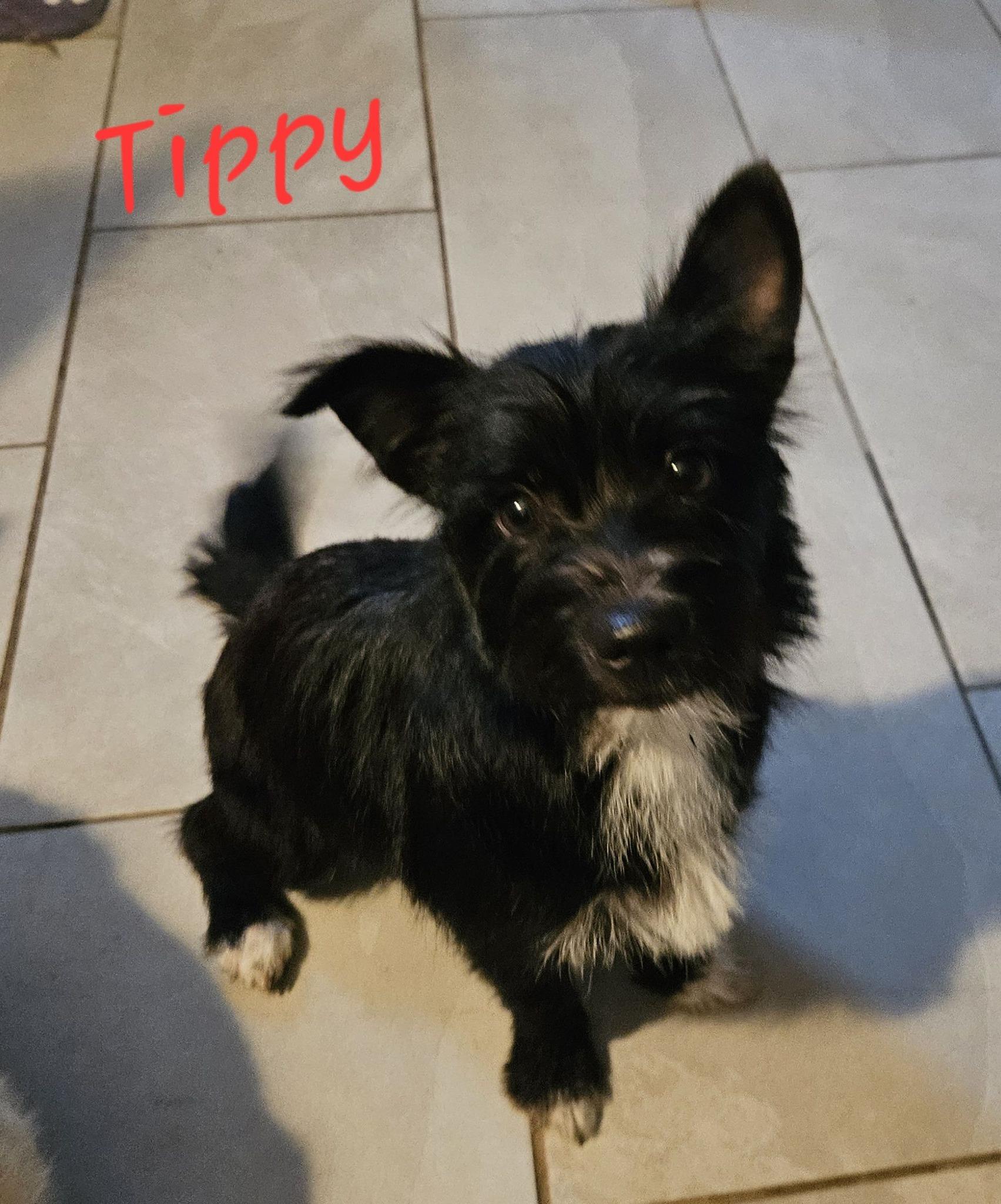 Tippy, ADOPTABLE, Puppy Female West Highland White Terrier / Westie.