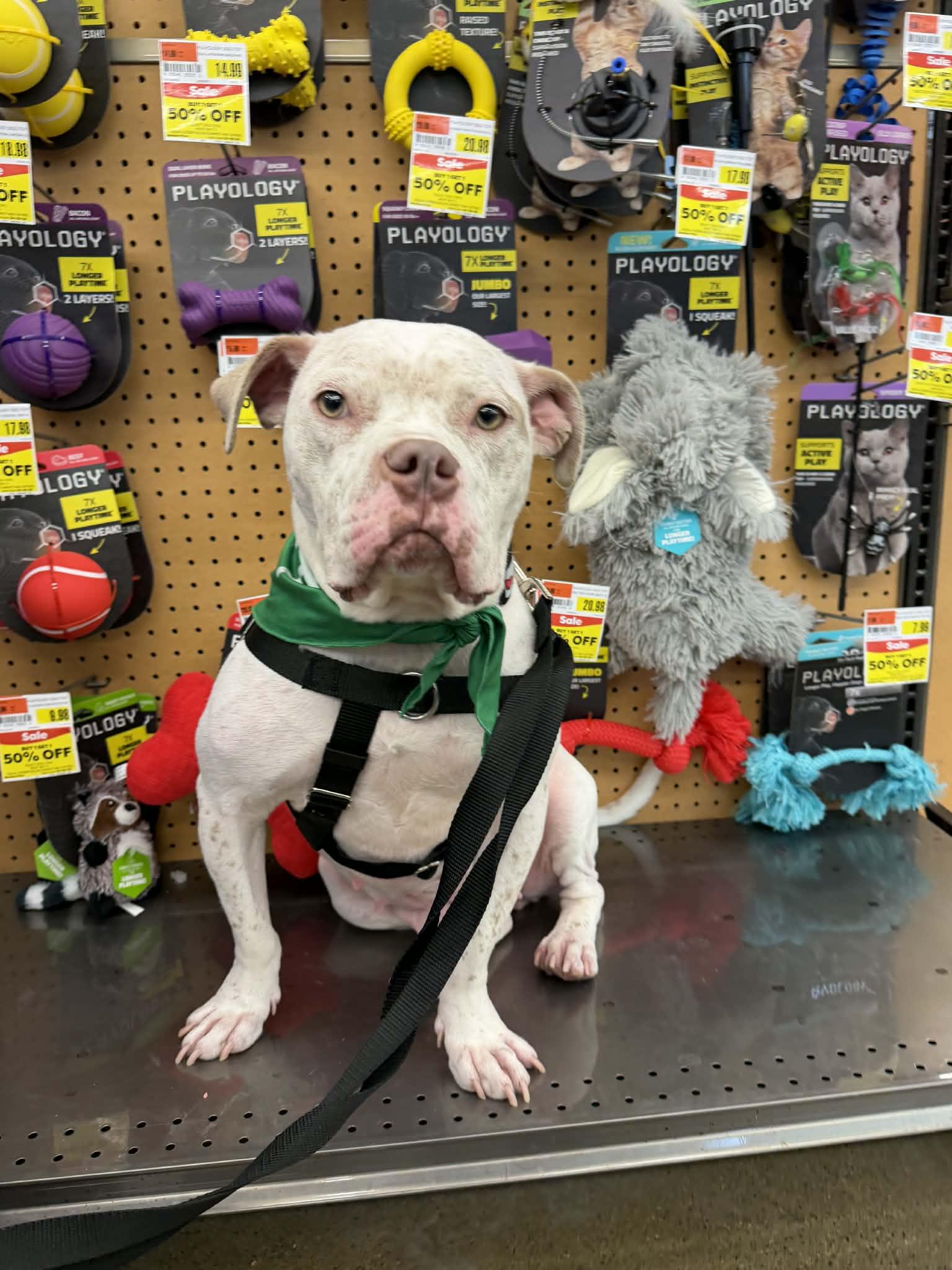 Midgey Moo, Adoptable, Adult Female Pit Bull Terrier & English Bulldog.
