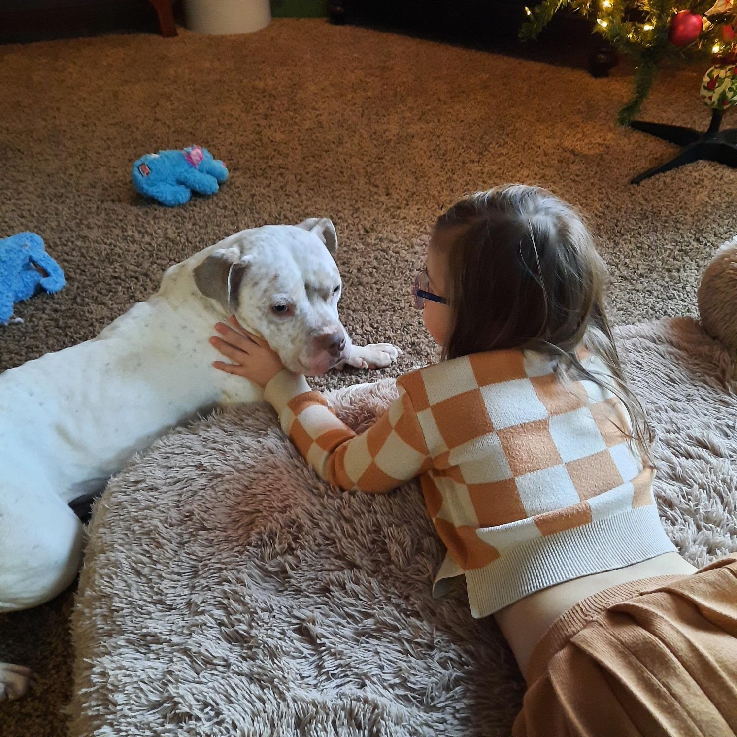 Midgey Moo, a Adoptable mixed breed in Troy, MI image 3/6