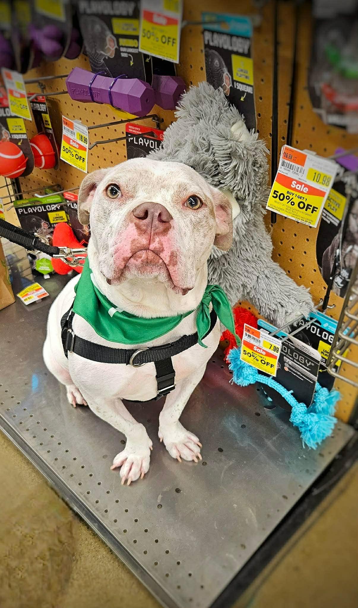 Midgey Moo, a Adoptable mixed breed in Troy, MI image 4/6