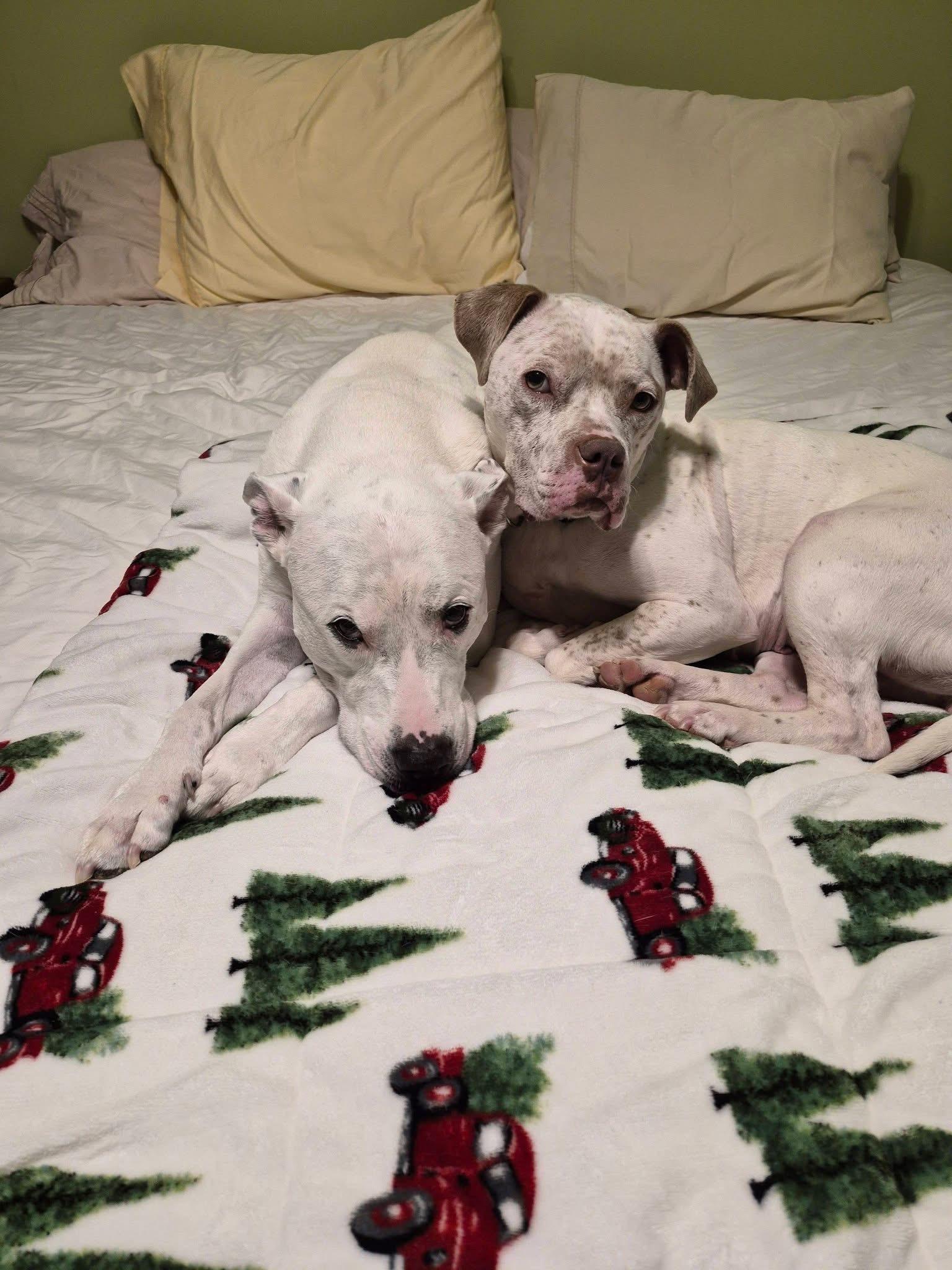 Midgey Moo, a Adoptable mixed breed in Troy, MI image 5/6