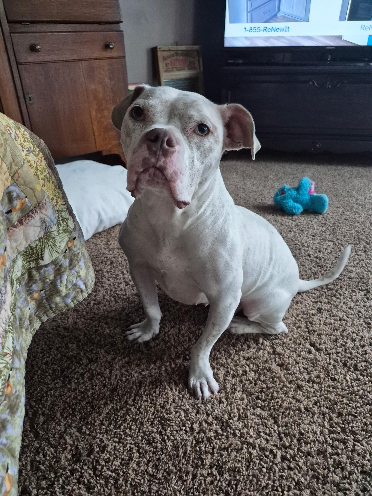Midgey Moo, a Adoptable mixed breed in Troy, MI image 6/6