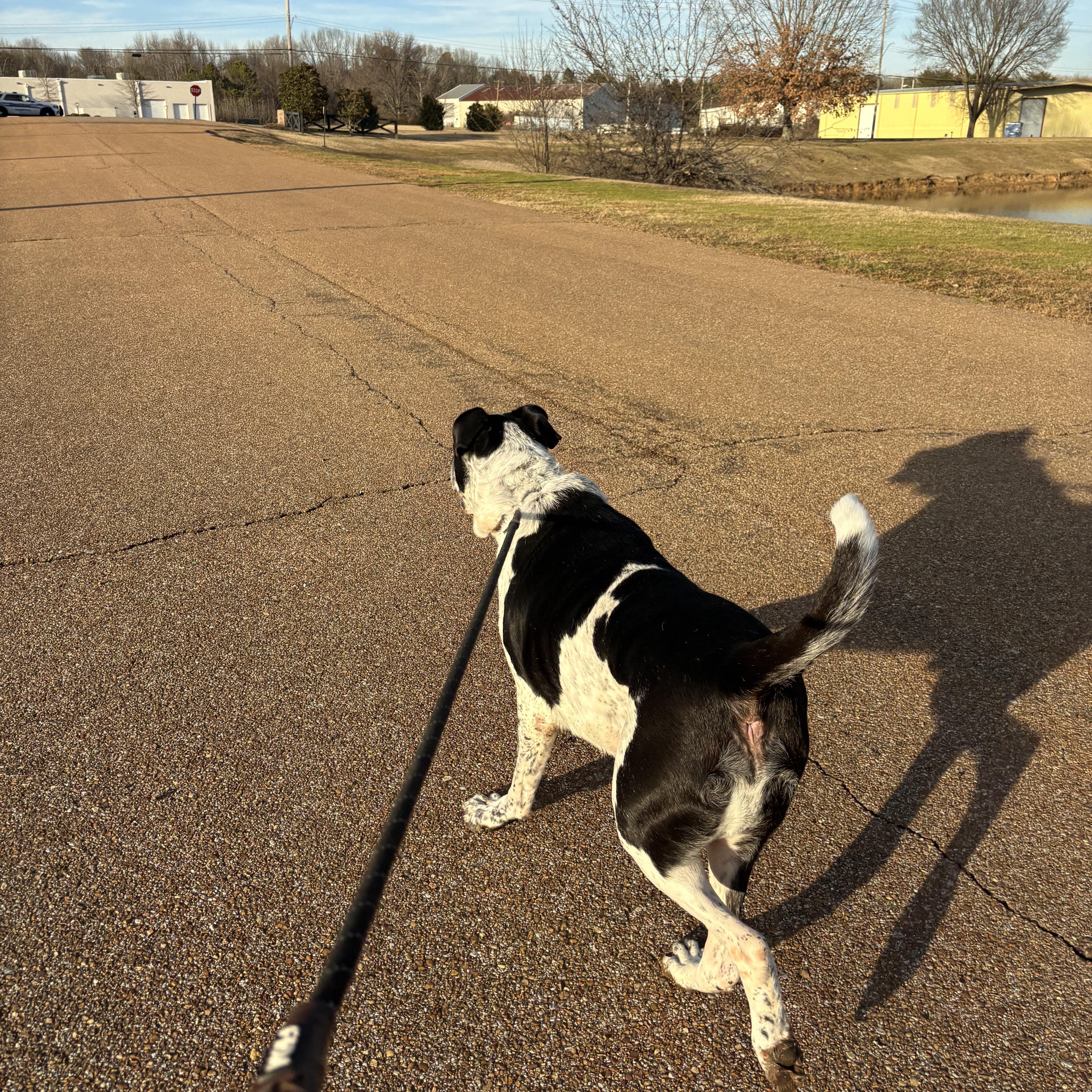 Enlarge Buddy, an adoptable mixed breed in Collierville, TN image 2/4