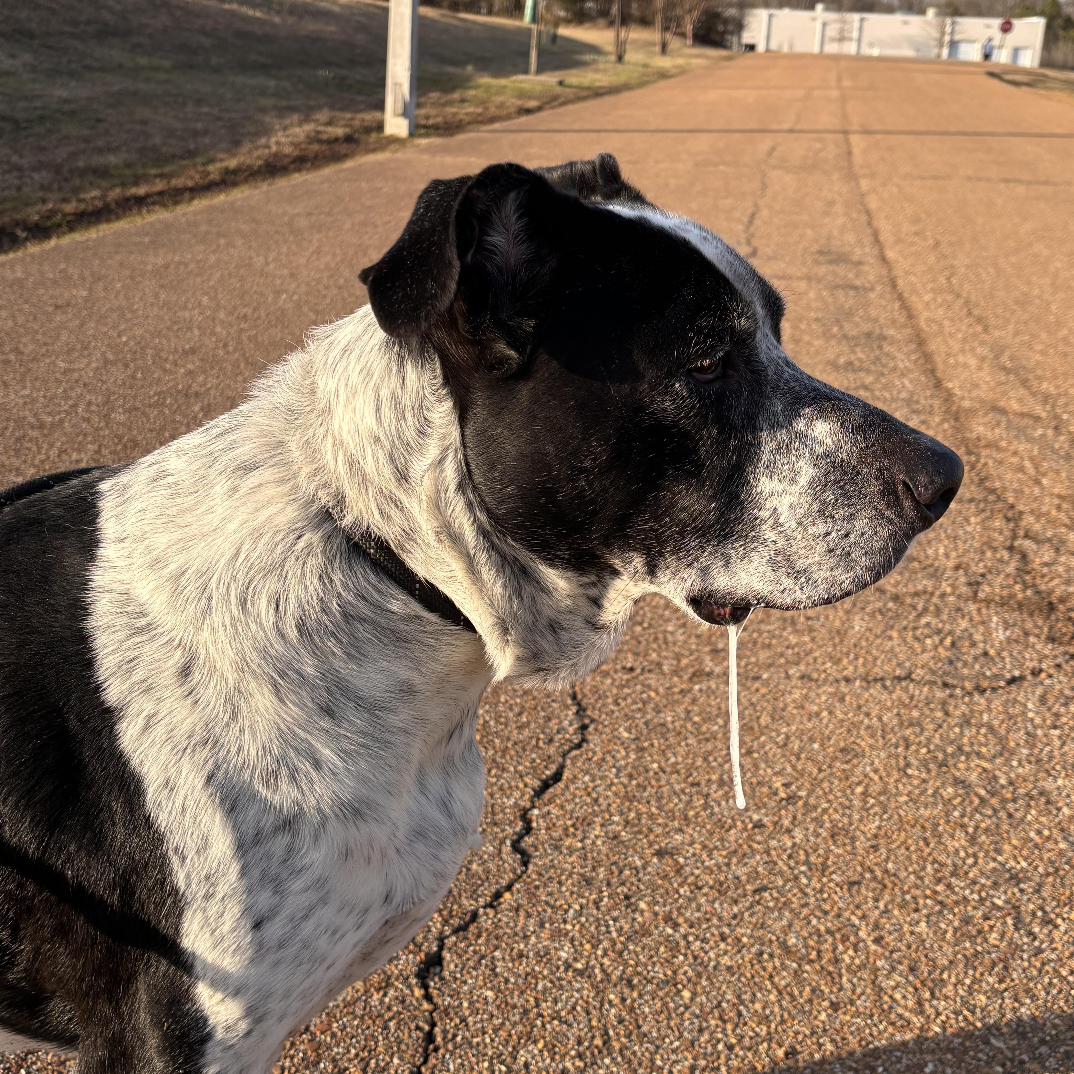 Enlarge Buddy, an adoptable mixed breed in Collierville, TN image 3/4