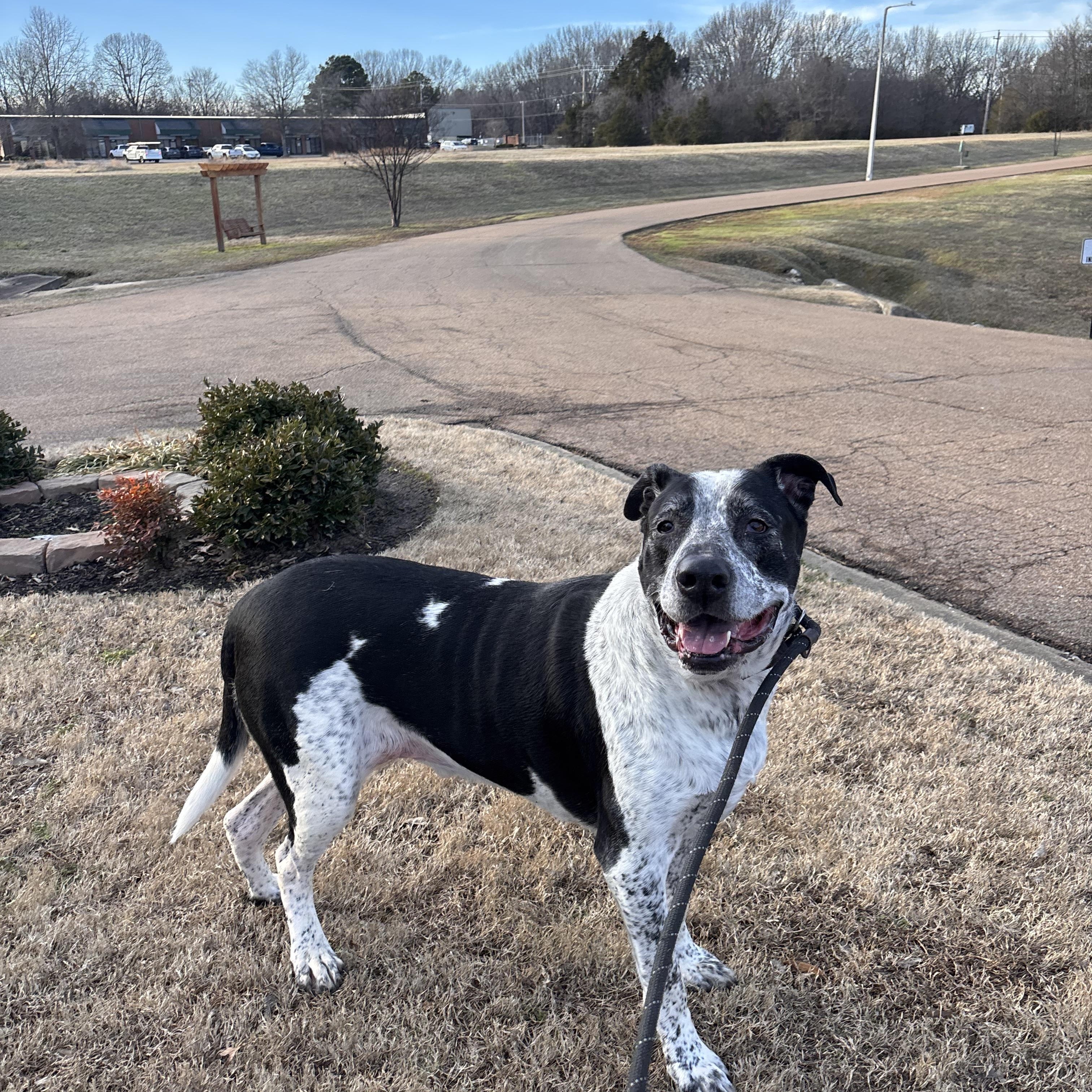 Enlarge Buddy, an adoptable mixed breed in Collierville, TN image 1/4