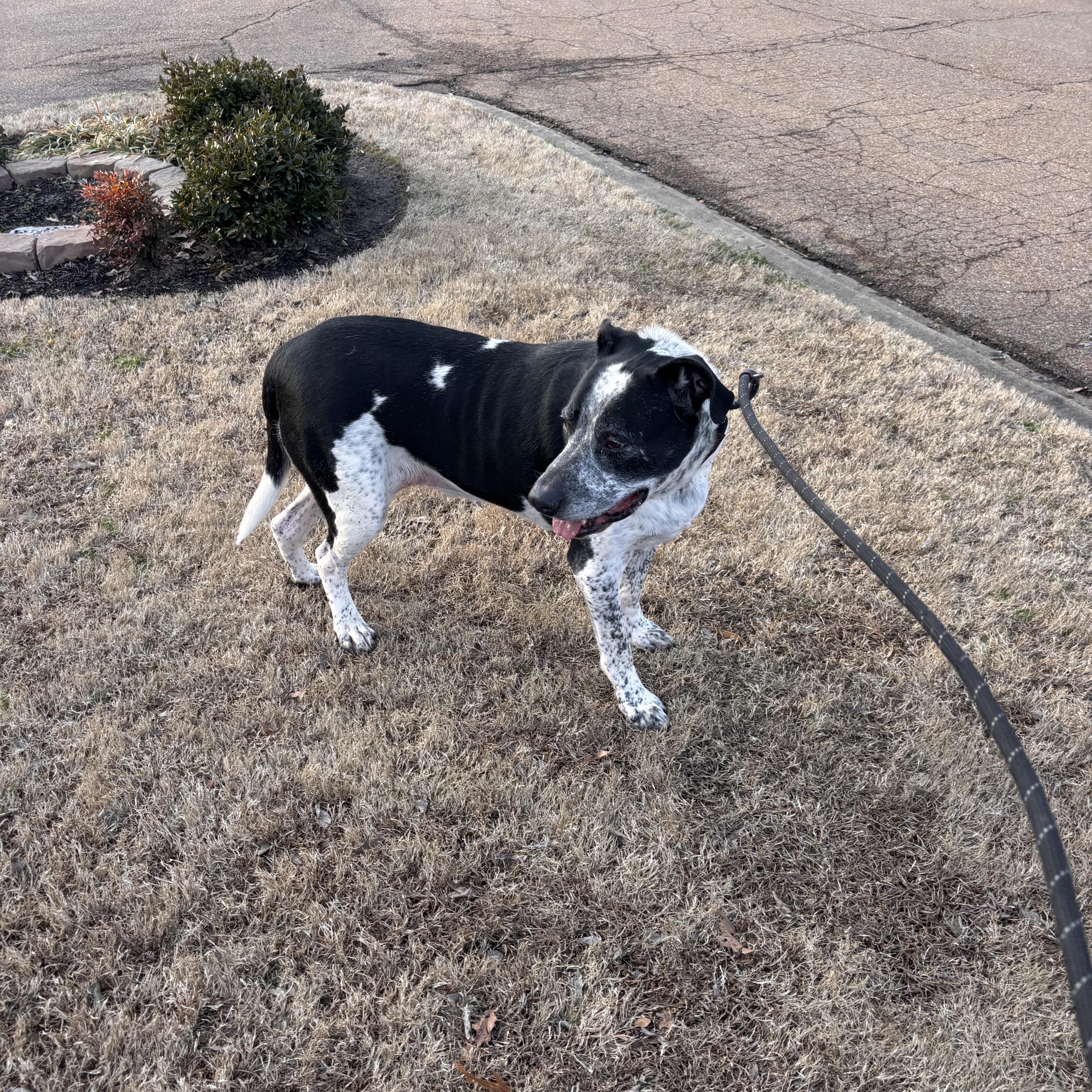 Enlarge Buddy, an adoptable mixed breed in Collierville, TN image 4/4