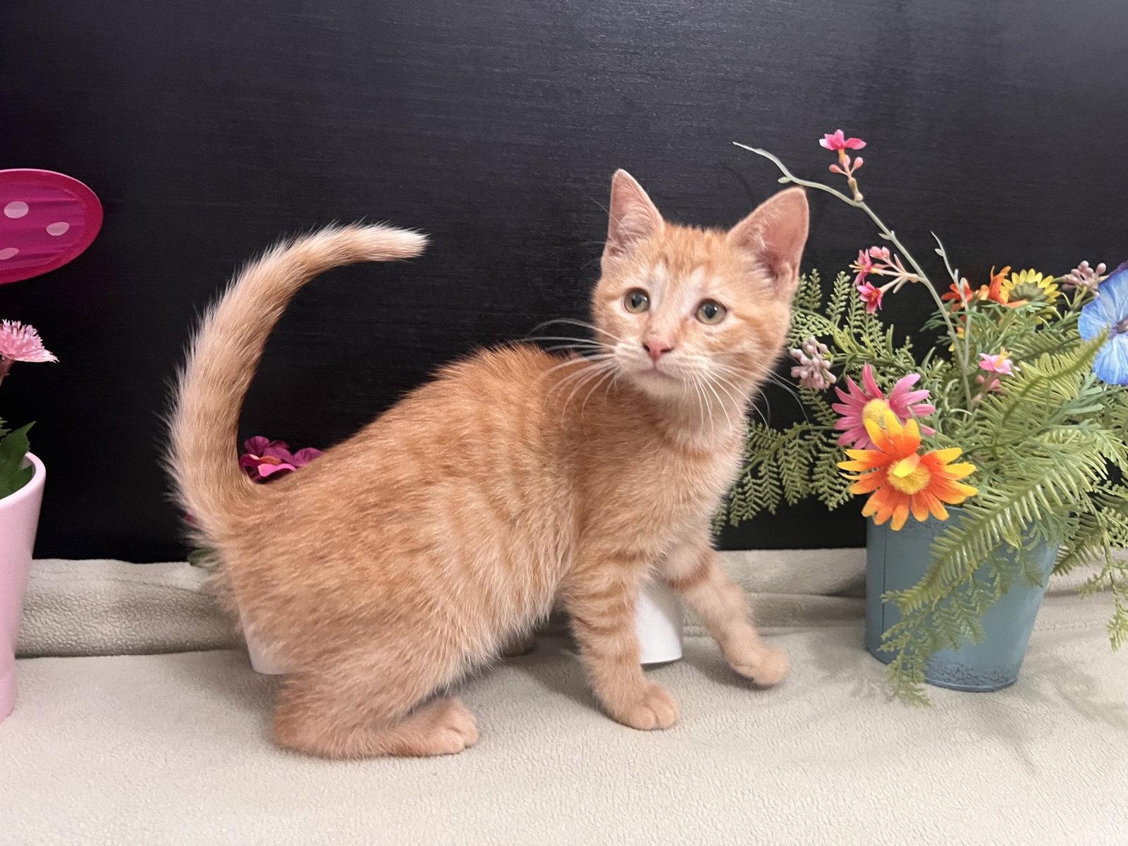 Catarine, Adoptable, Kitten Female Tabby & Domestic Short Hair.
