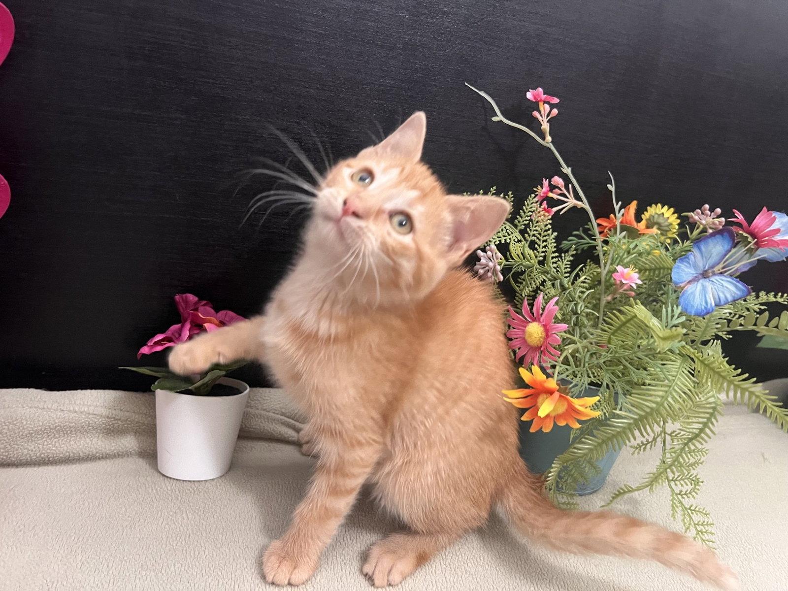 Enlarge Catarine, a Adoptable mixed breed in Fayetteville, GA image 2/3