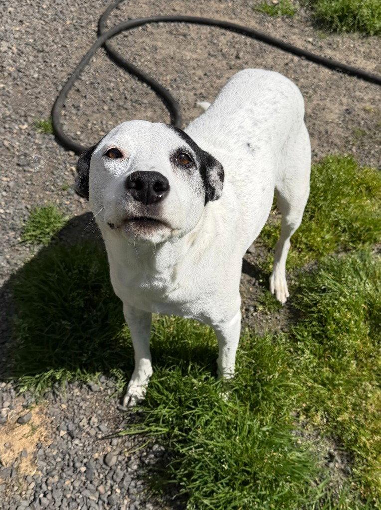 Stella, Adoptable, Adult Female German Shorthaired Pointer.