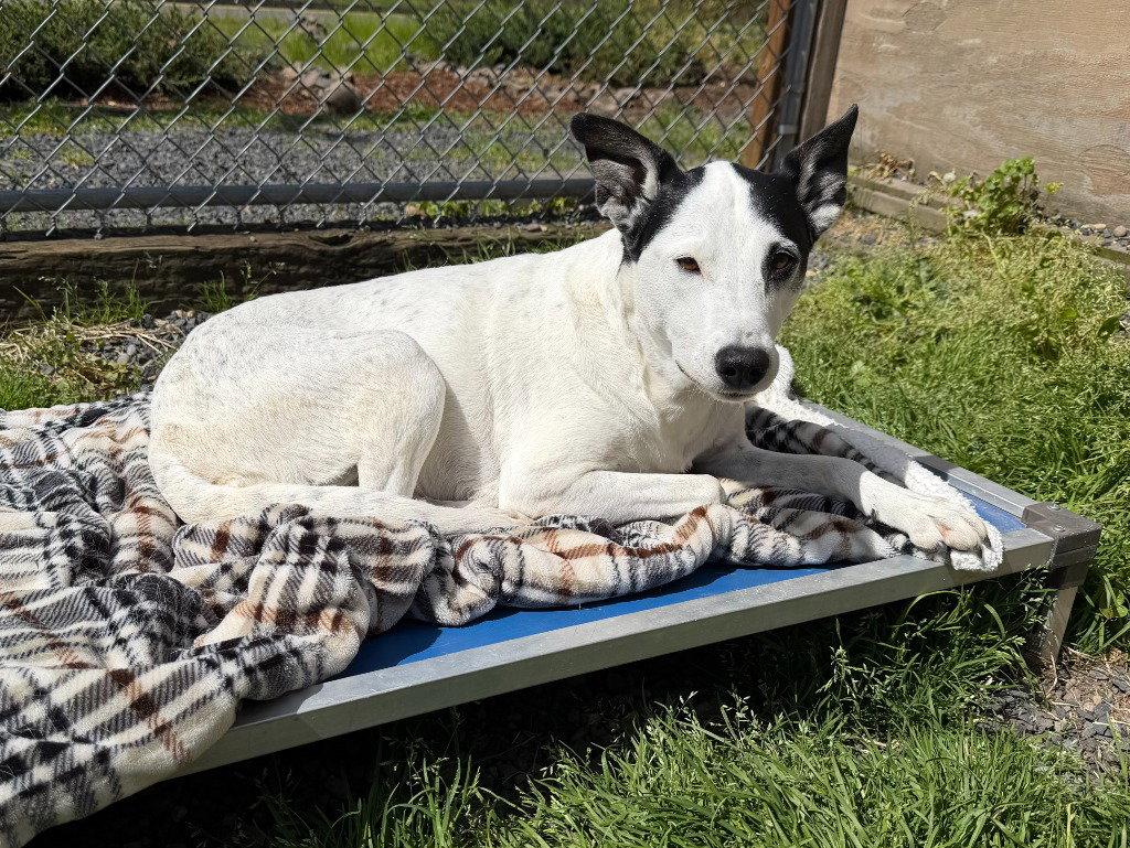 Stella, a Adoptable German Shorthaired Pointer in St. Helens, OR image 2/3