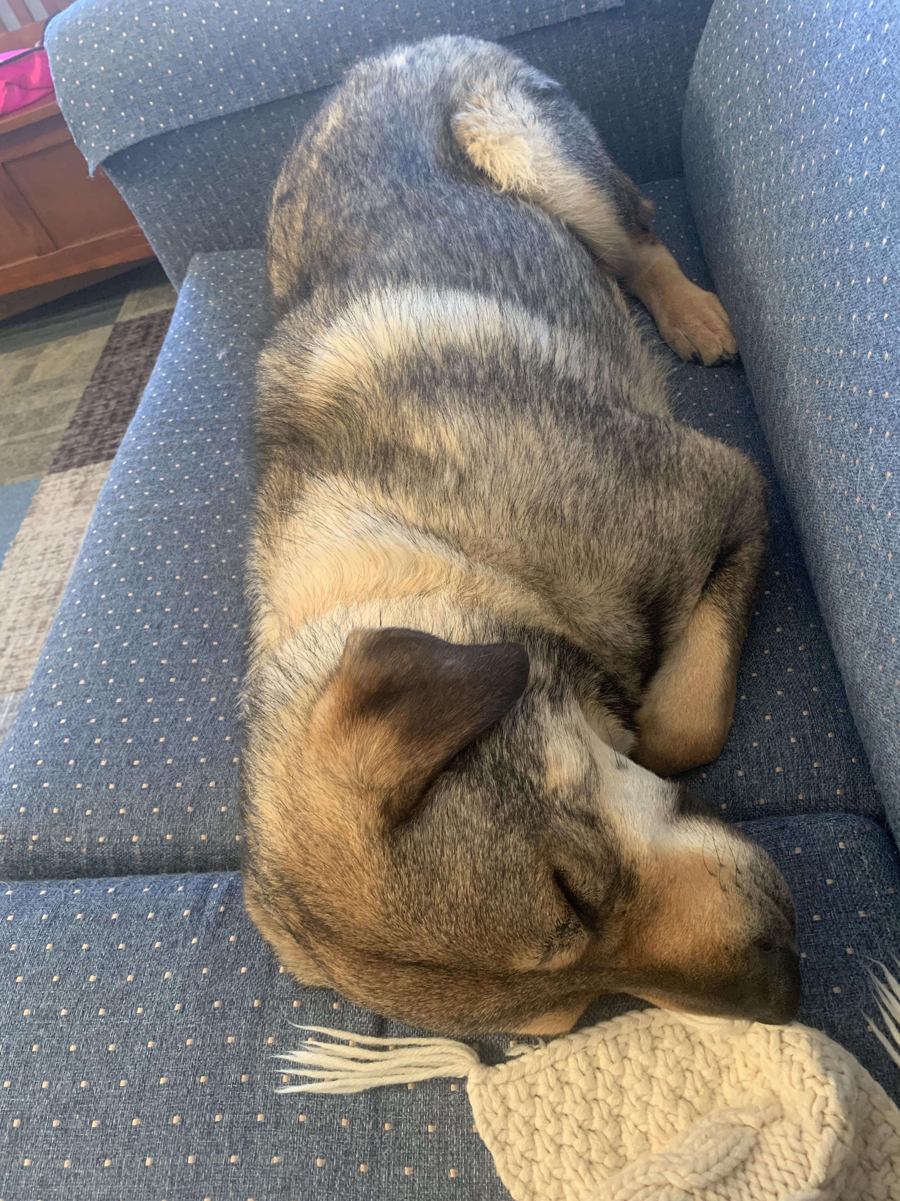 Enlarge Prince, a Adoptable mixed breed in Navajo, NM image 5/5