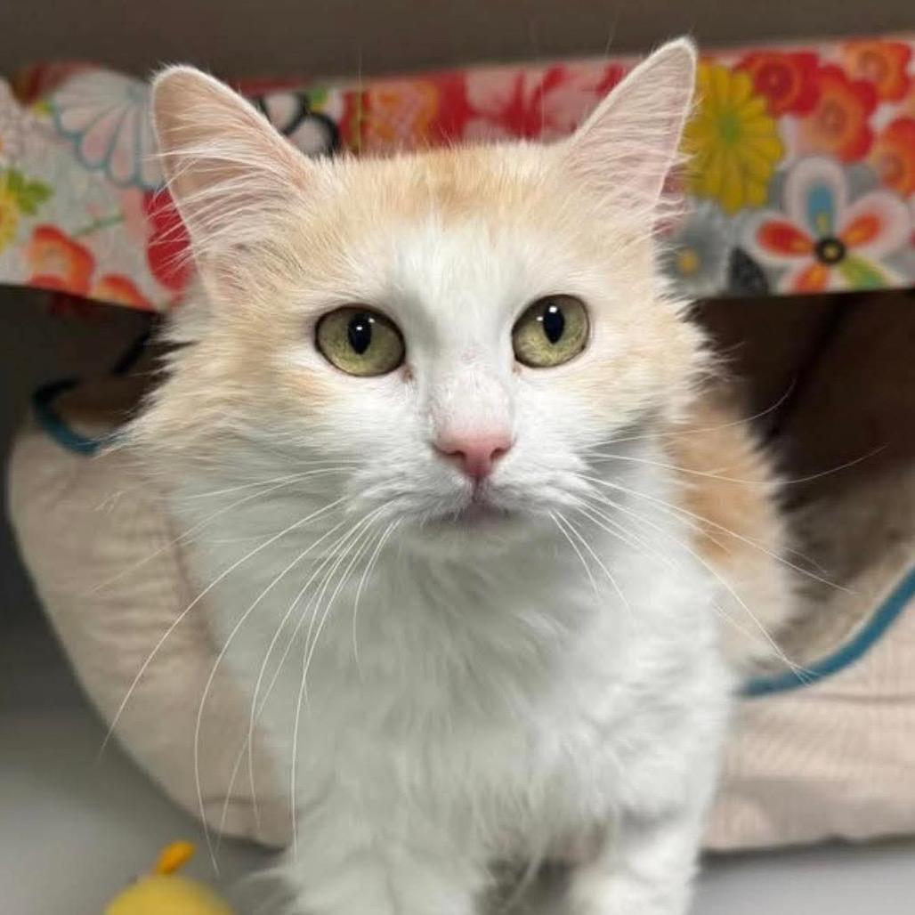 Aurora, Adoptable, Senior Female Domestic Long Hair.