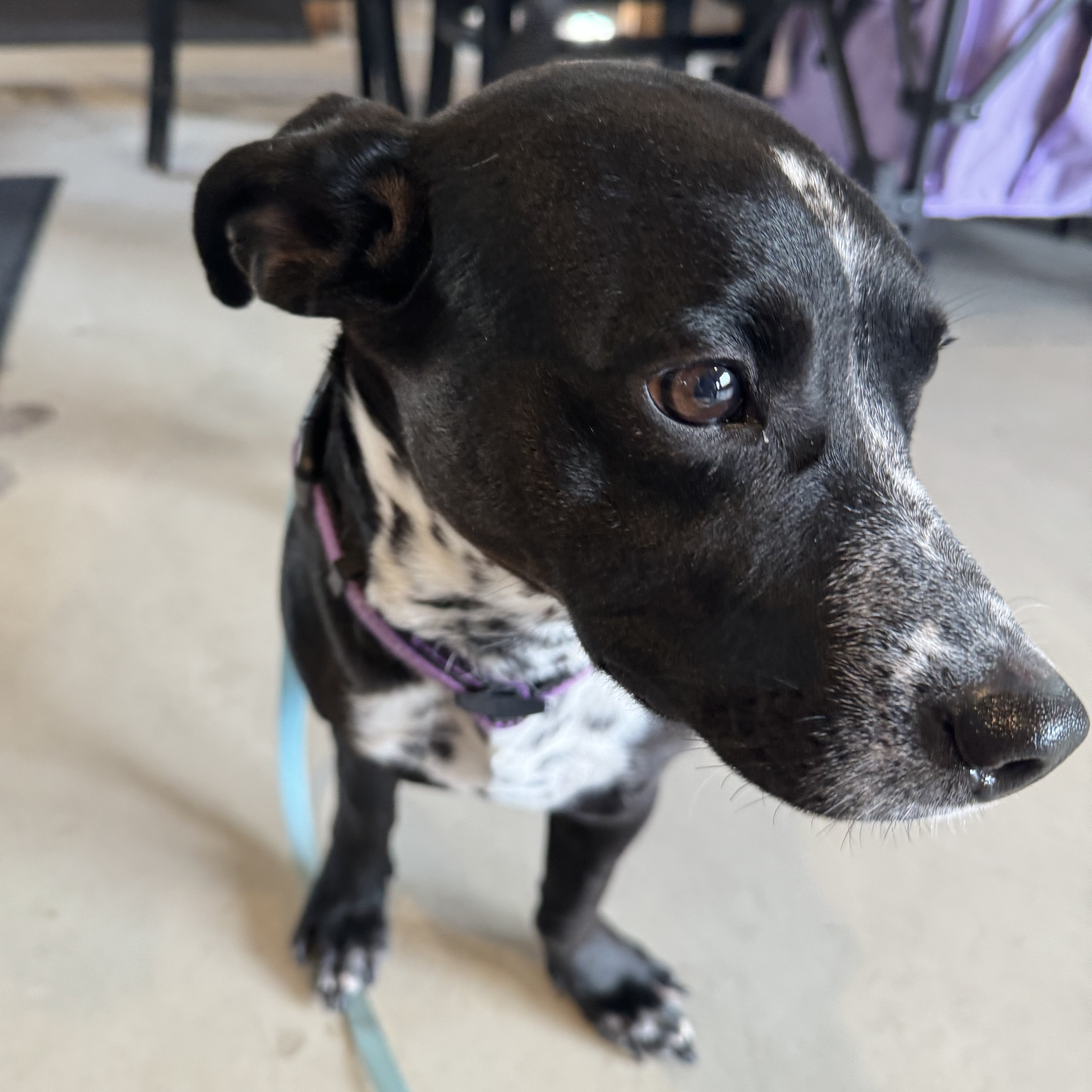 Enlarge Frankie, a Adopted mixed breed in Westminster, CO image 3/6